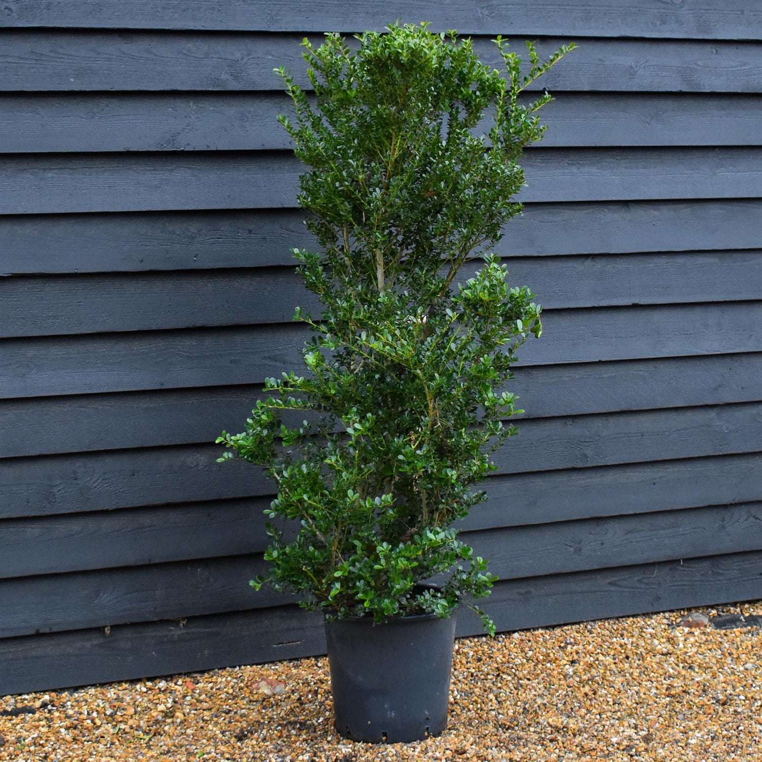 Ilex crenata 'Green Hedger' -  Height 140-150cm - 20lt