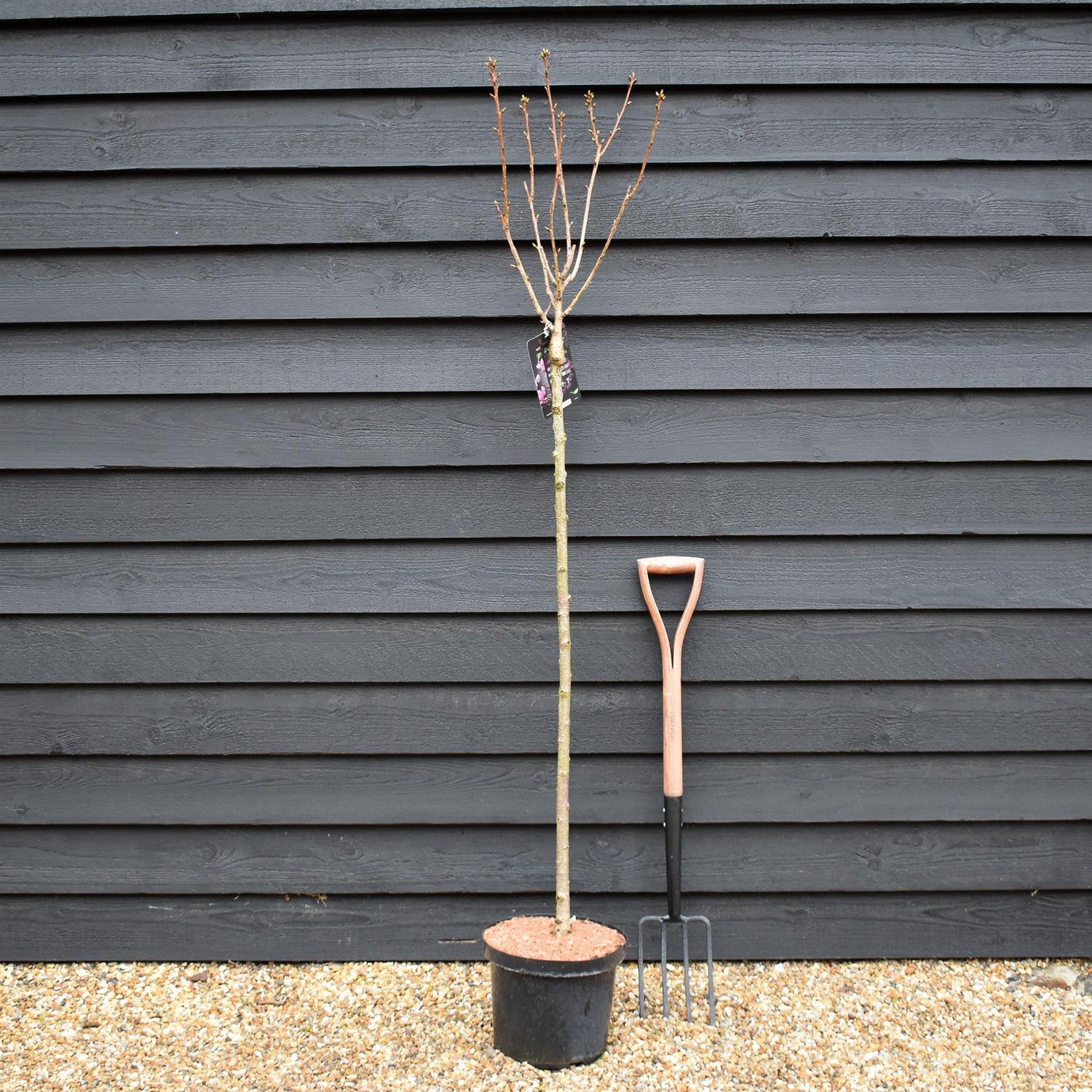 Prunus Kanzan | Cherry Kanzan - Clear Stem 120cm - Girth 6-8cm - Height 160-200cm - 10lt
