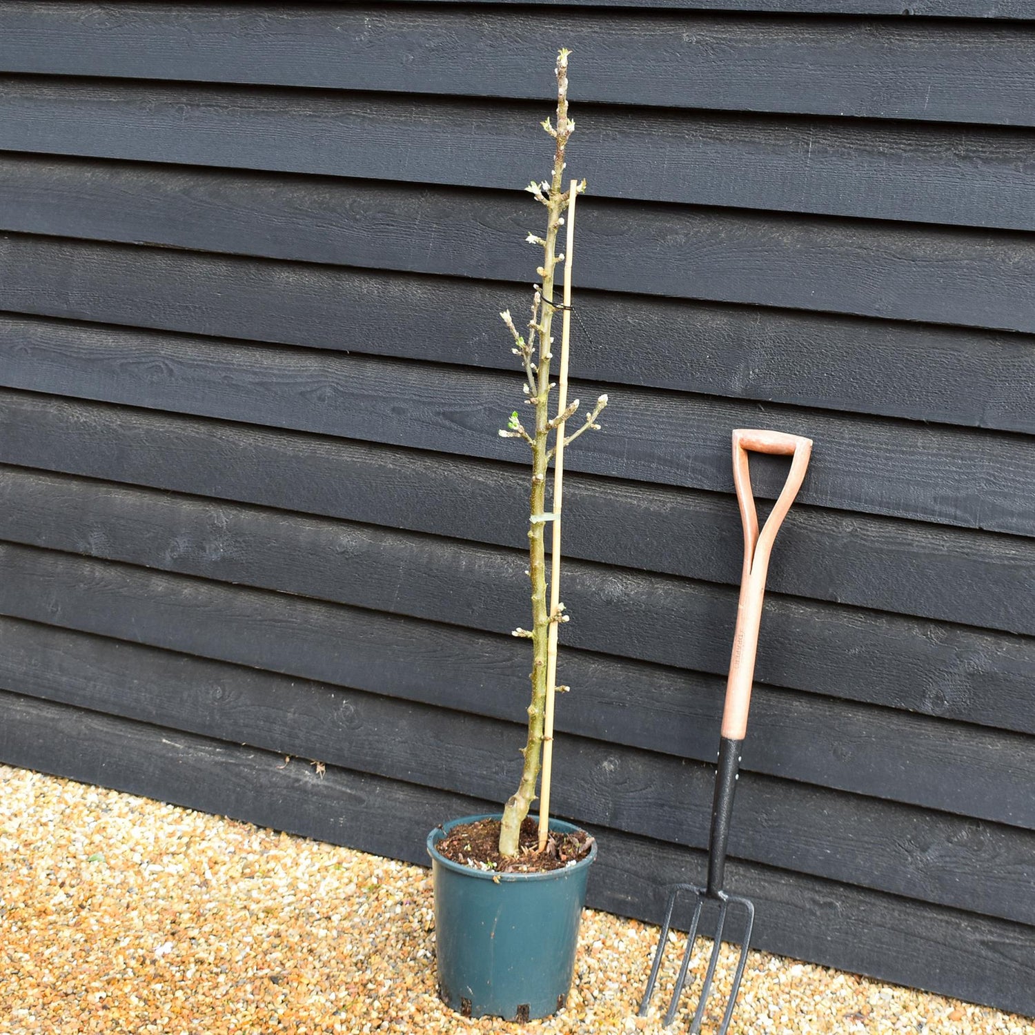 Apple tree 'Greenfinch' (Starline) | Malus domestica - 130-150cm - 10lt