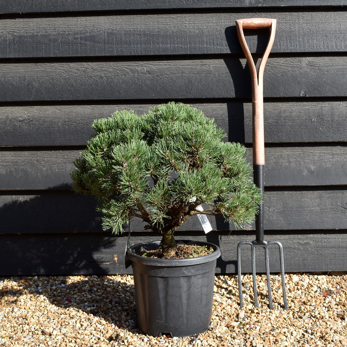 Pinus uncinata 'Heideperle' | Mountain pine - Height 40-50cm - Width 20cm - 11lt