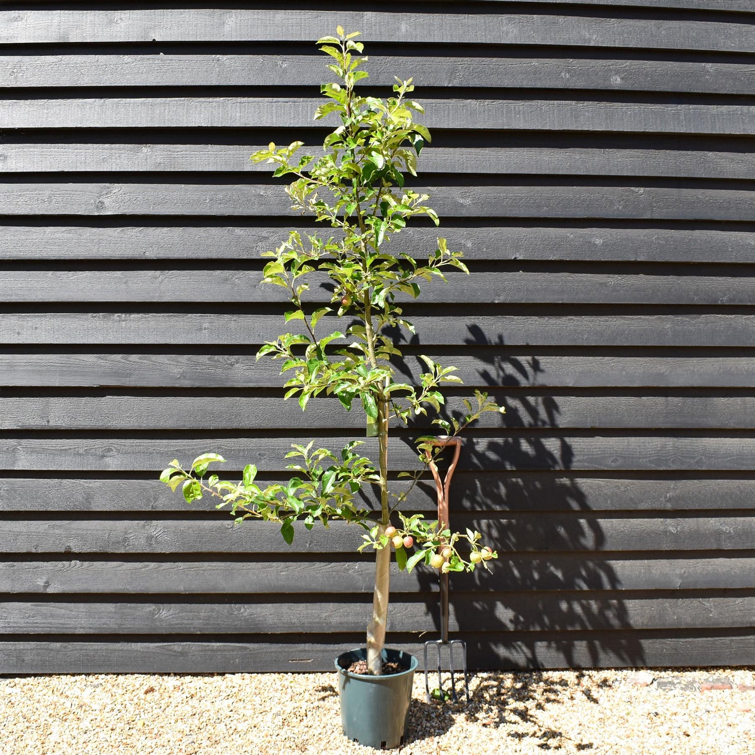 Apple tree 'Golden Delicious' | Malus Domestica - M106 - Semi-Dwarfing - 160-180cm - 10lt