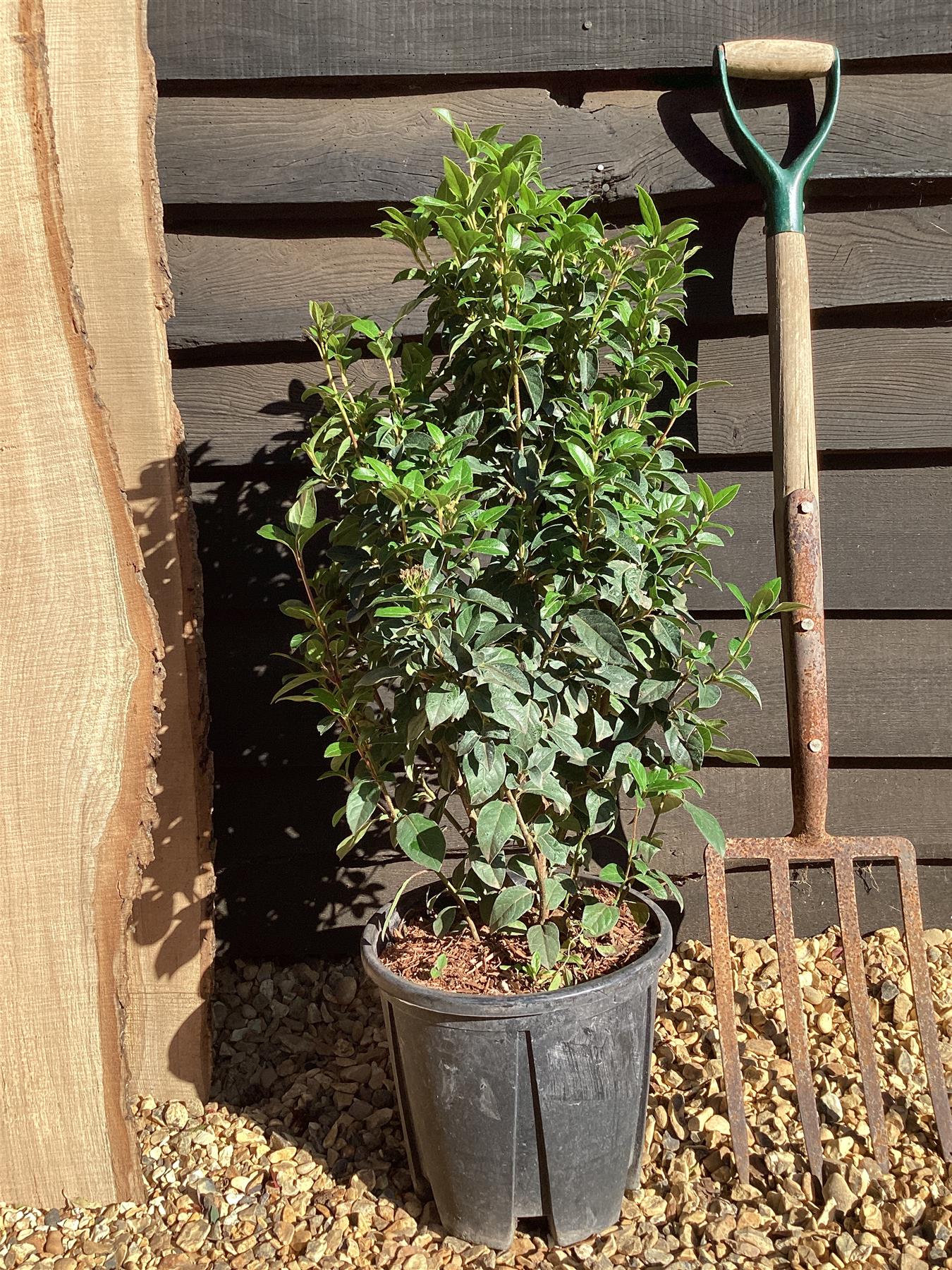 Viburnum tinus - Shrub - 40cm-50cm - 10lt