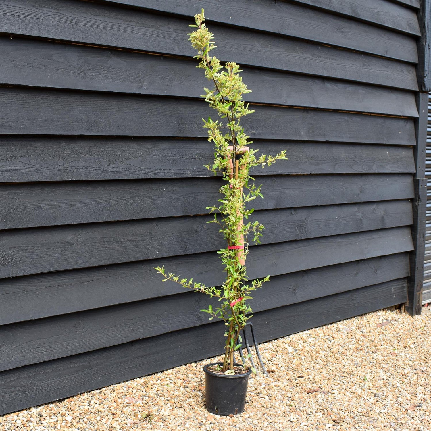 Pyracantha Mohave - Height 100-125cm - 3lt