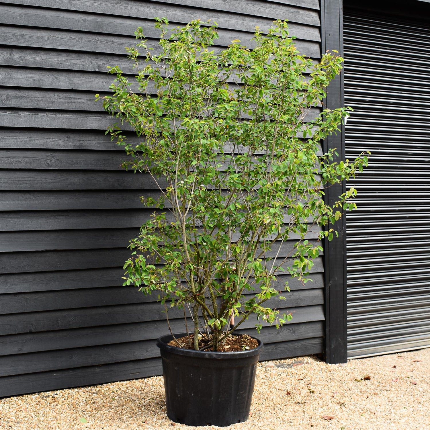Amelanchier lamarckii -  Multistem - Height 230-240cm - 180lt