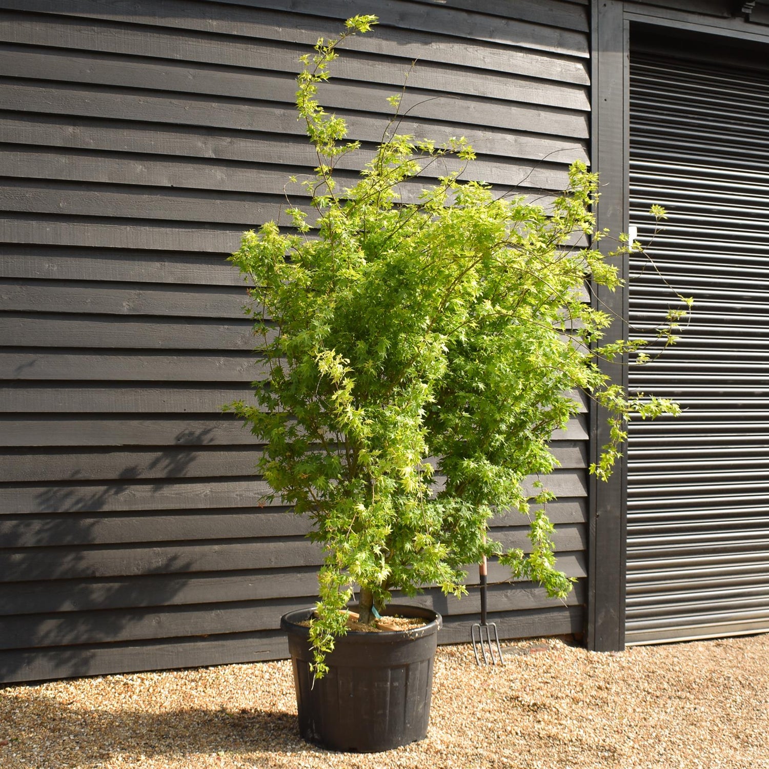 Japanese maple 'Going Green' | Acer palmatum - Bushy - Height 150-180cm - 20-25lt