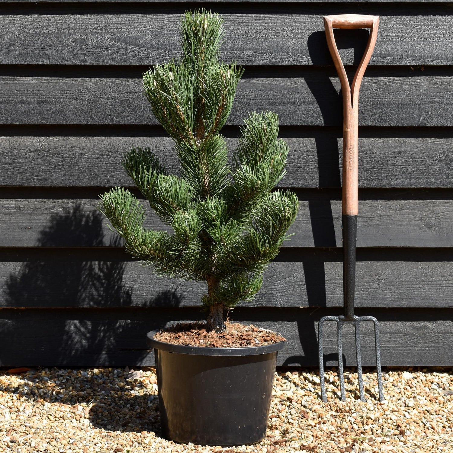 Pinus nigra 'Oregon Green' | Austrian pine 'Oregon Green' - Height 70-80cm - 12lt