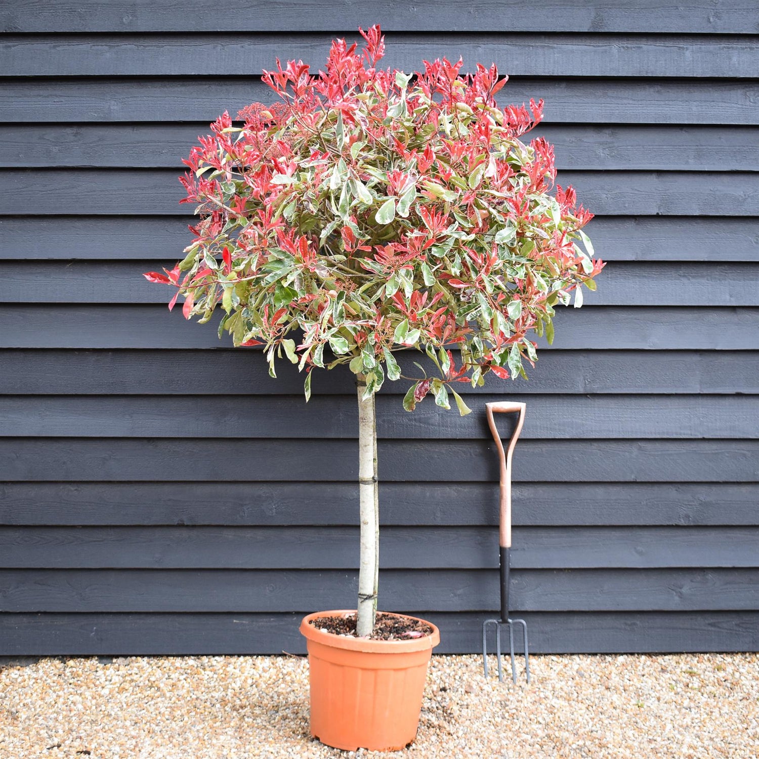 Photinia Pink Marble ('Cassini') | Christmas Berry Pink Marble - 35lt