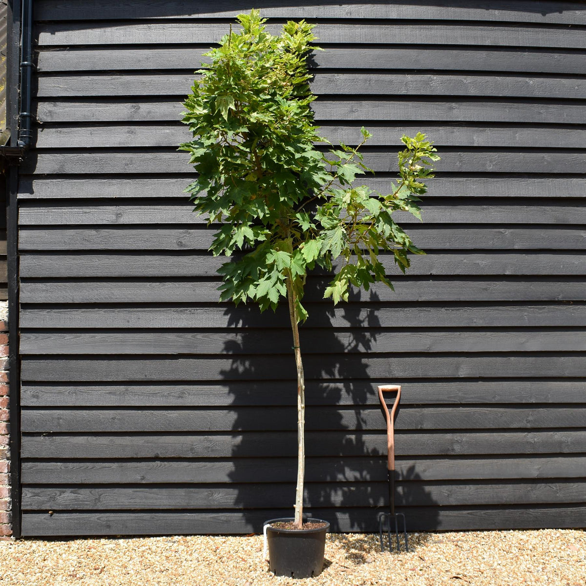 Acer pseudoplatanus 'Brilliantissimum' | Shrimp-Leaved Sycamore | Maple - Height 200-250cm - Girth 8-10cm - 20lt