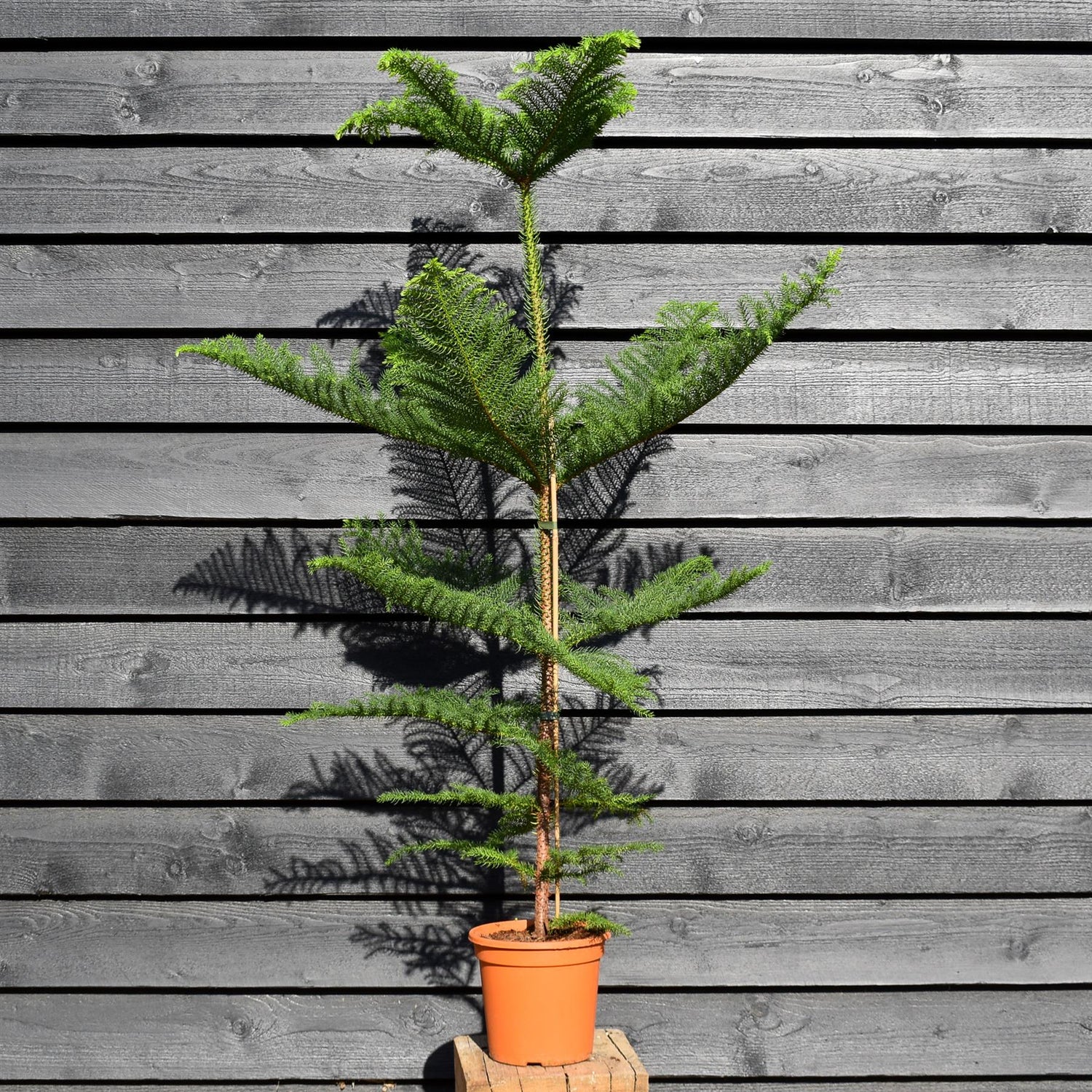 Norfolk Island Pine - Araucaria 'Heterophylla' - House Plant - Height 120-130cm - Width 90-70cm - Pot 20cm