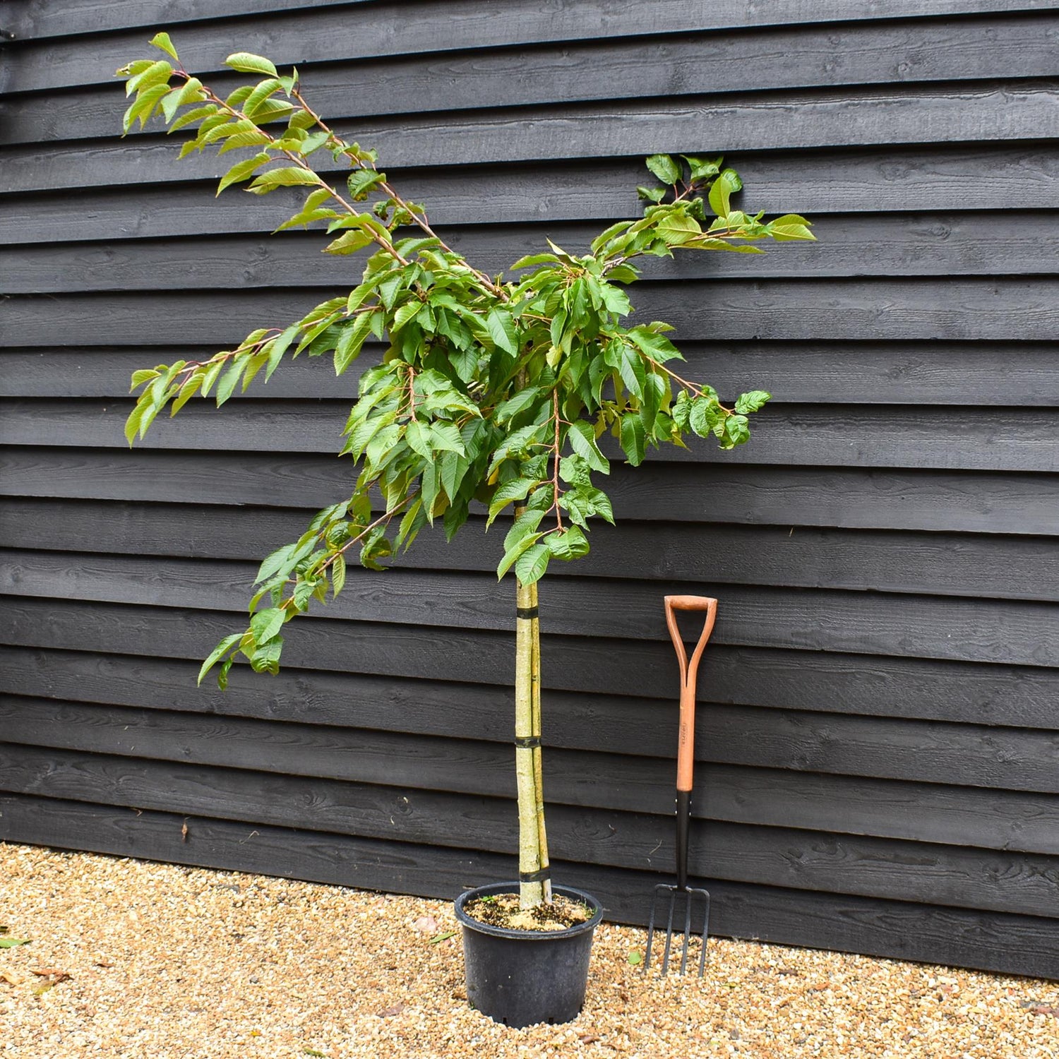 Prunus avium 'Early Rivers' | Cherry 'Early Rivers' - Height 150-160cm - 25lt
