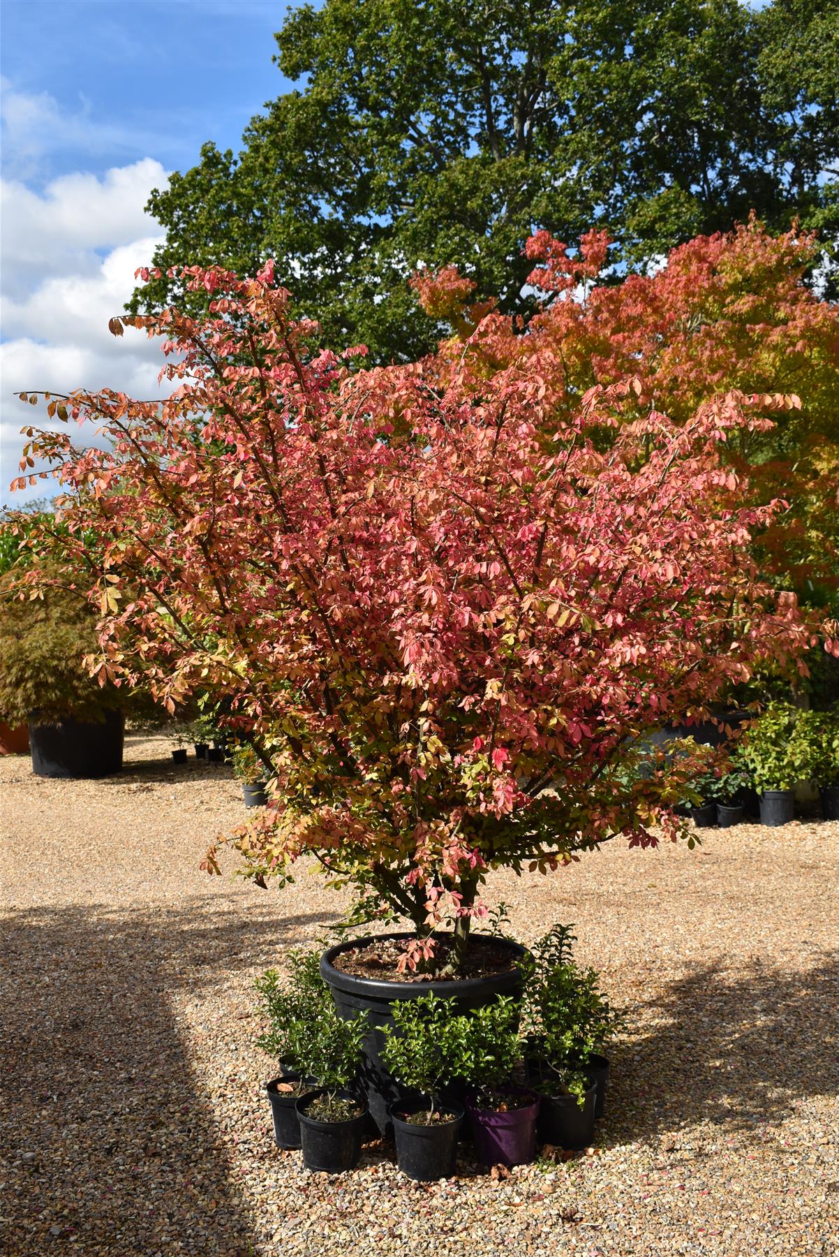 Euonymus alatus | Winged Spindle Tree - Bush - Large Shrub - Height 170-180cm - 90lt
