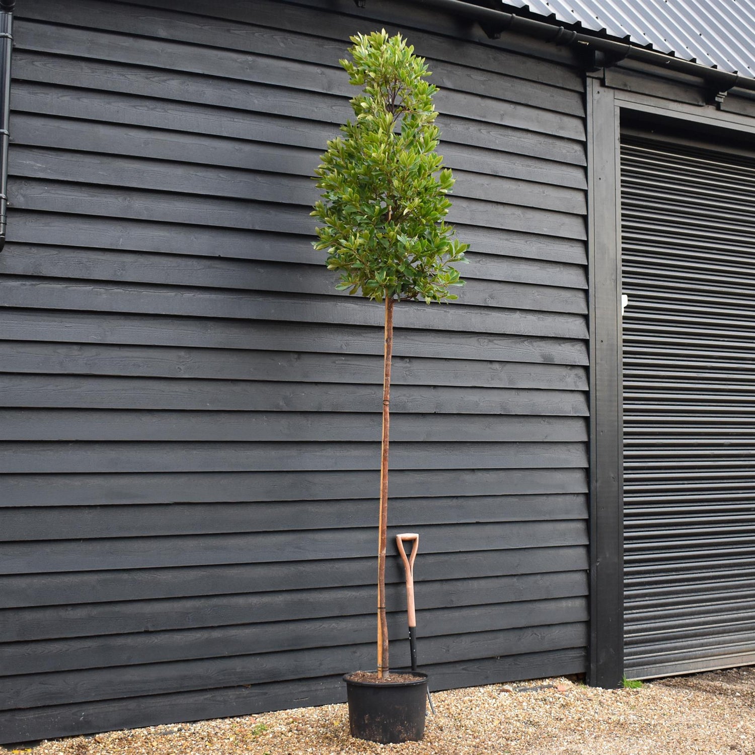 Arbutus unedo Tree |  Strawberry Tree - Standard -  Clear Stem 180-200cm - Girth 6-8cm - Height - 260-340cm - 40lt