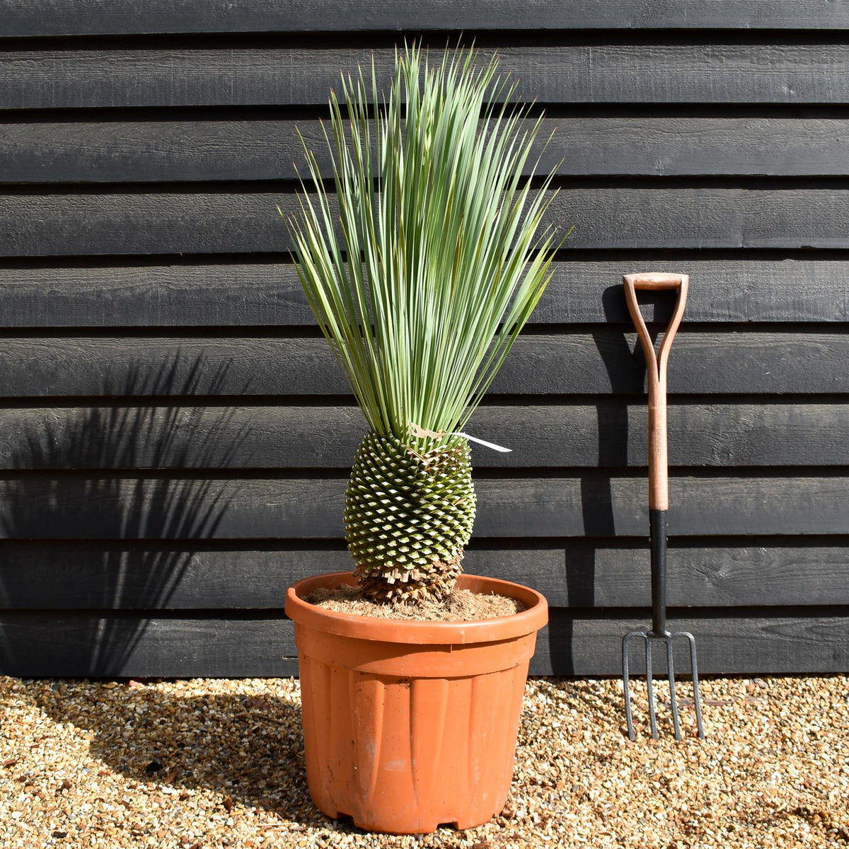 Yucca rostrata - Shrub - Height 80 - 100cm - 45lt