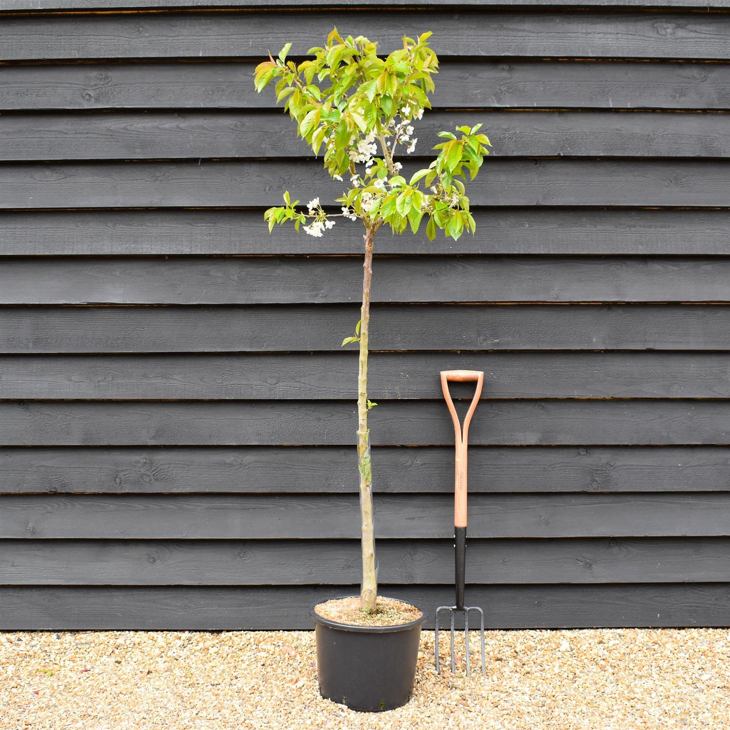 Cherry tree 'Summit' | Prunus avium 'Summit' - Half Standard - Height 150-180cm - 20lt