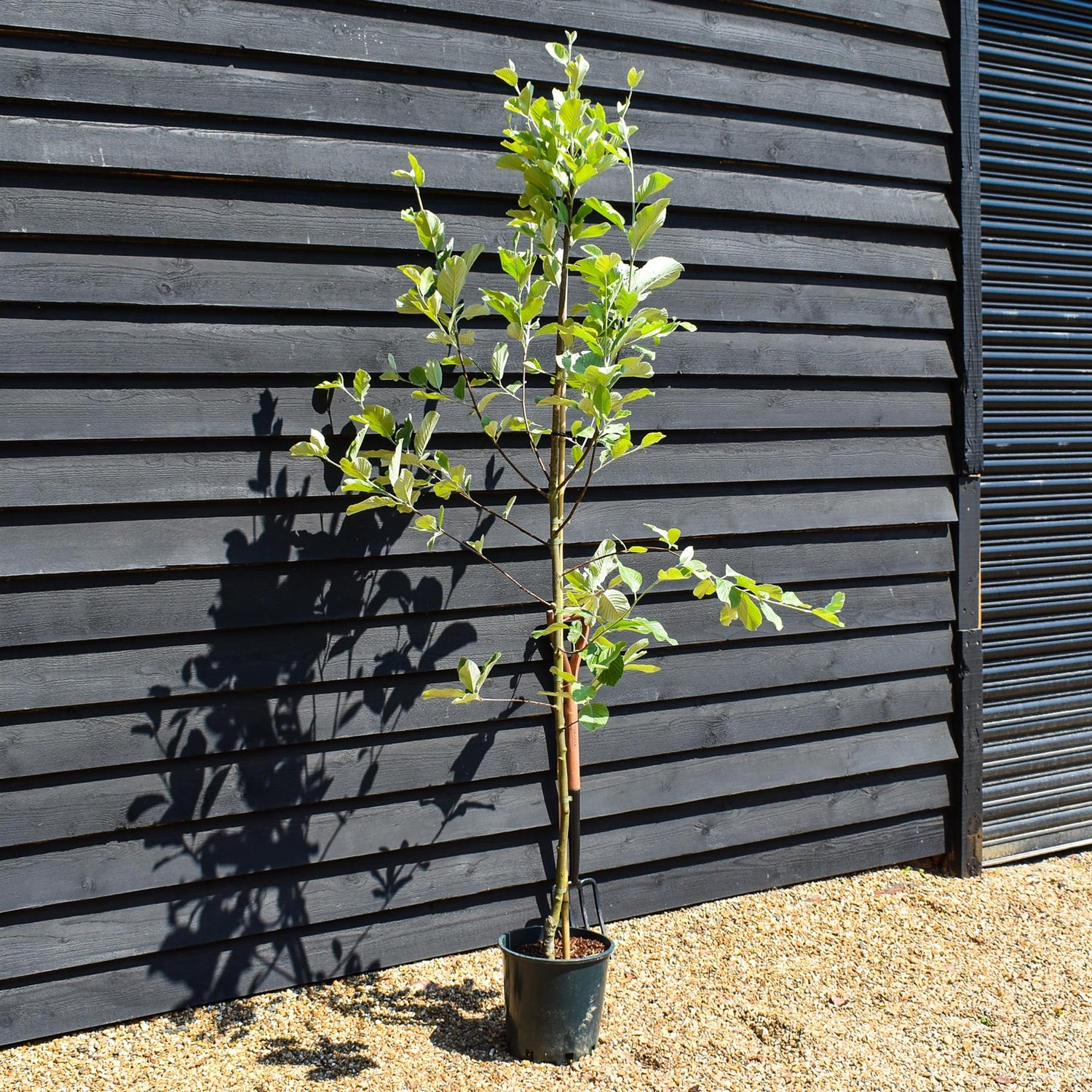 Sorbus aria 'Lutescens' | Mountain Ash ‘Lutescens’ - Height 140-220cm - 12lt
