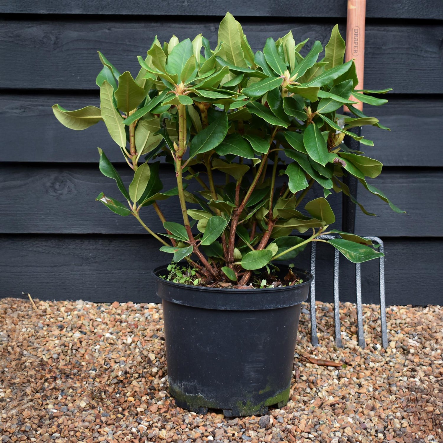 Rhododendron 'Pearce's American Beauty' - Shrub - Height 60-70cm - 20lt