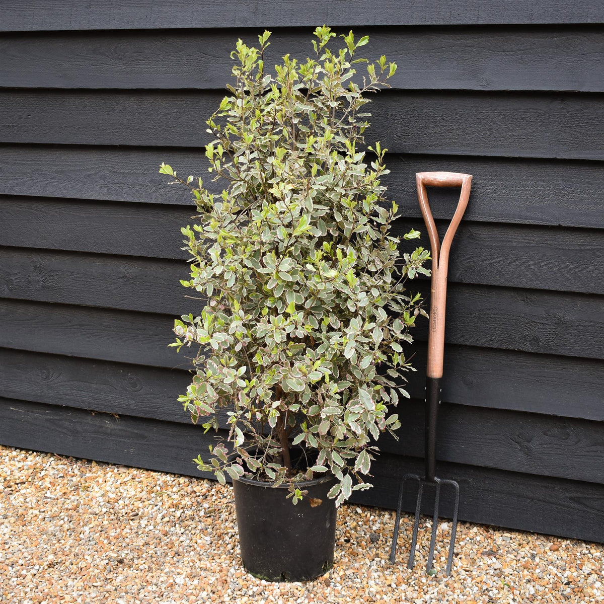 Pittosporum tenuifolium 'Elizabeth' - Height 110-120cm - 12lt