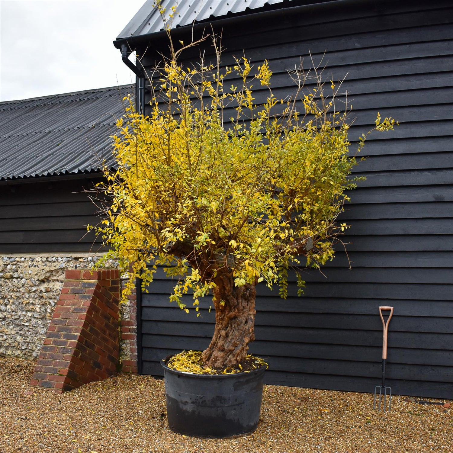 Pomegranate | Punica granatum - Mature Specimen 11A - 2 Branches - Height 230-240cm - 230lt