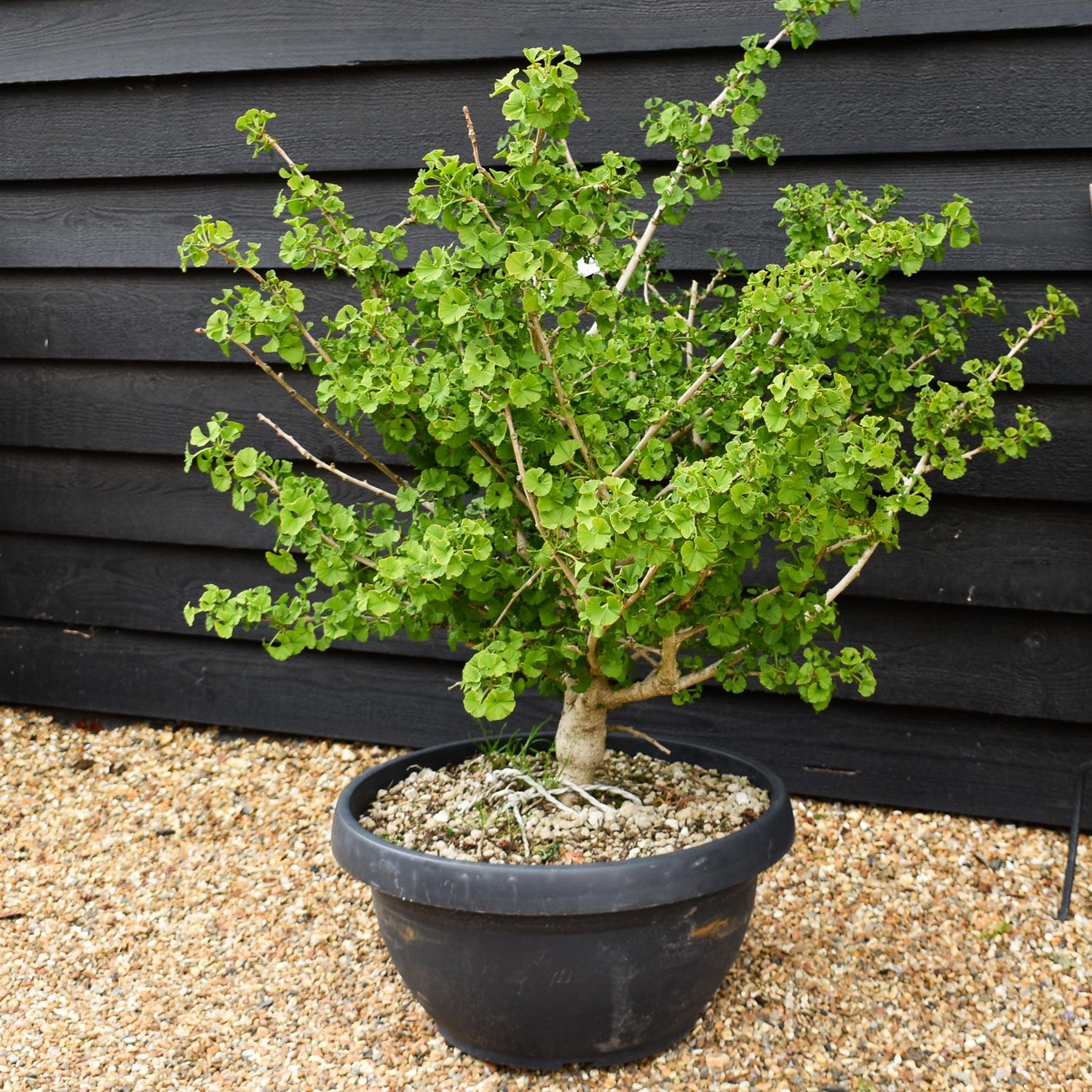 Ginkgo biloba 'Troll' | Maidenhair Tree - Bushy - Bowl - Height 100-110cm - 50lt