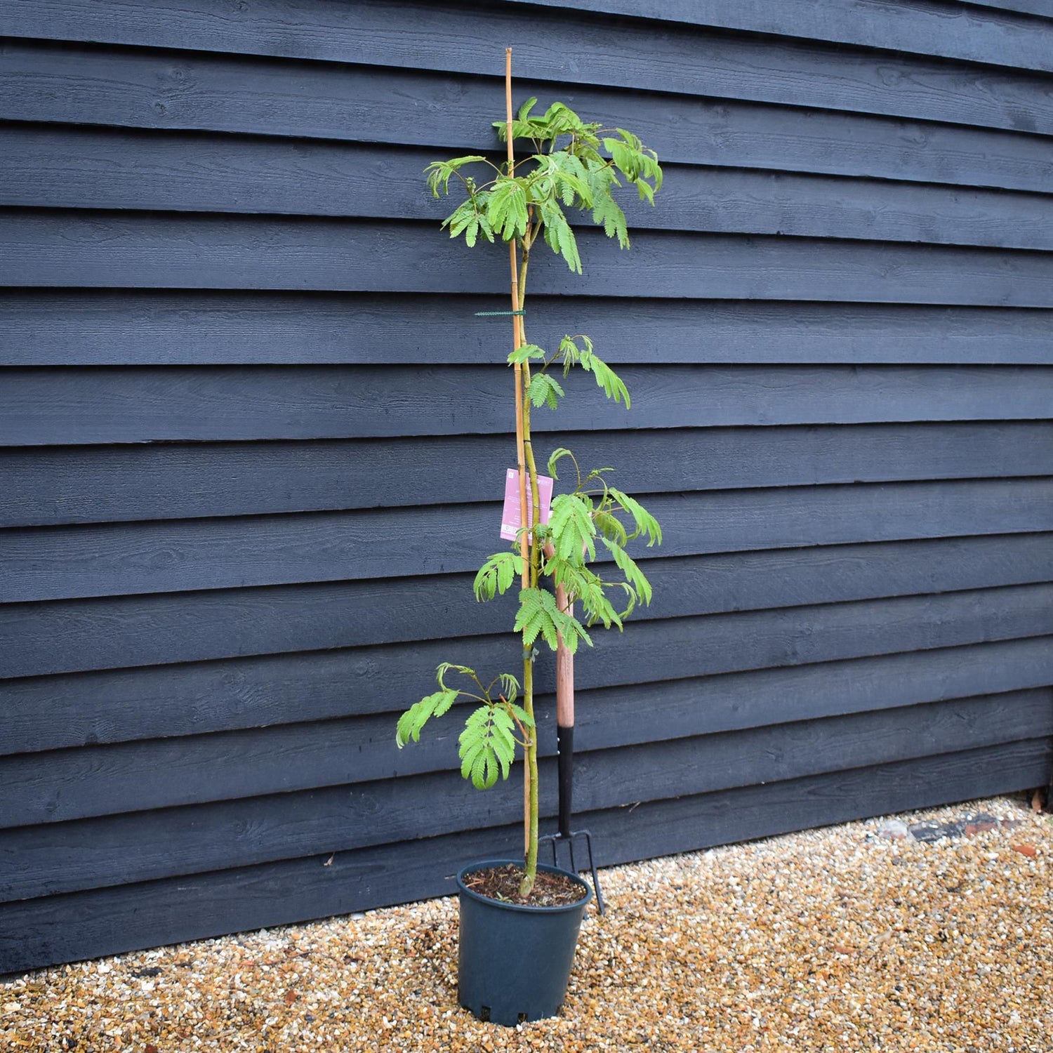Albizia julibrissin Omberella  | Silk Tree - Height 140-150cm - 12lt