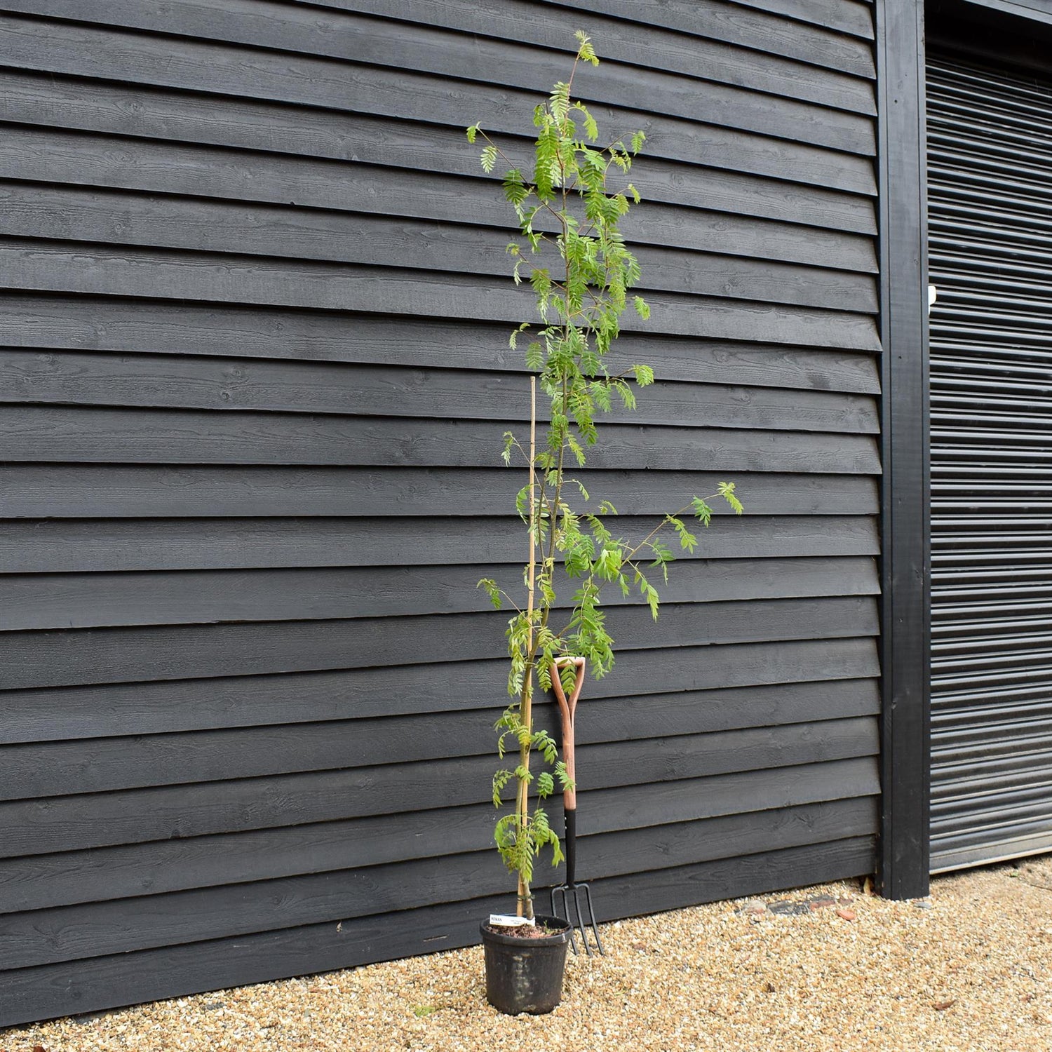 Rowan tree | Sorbus aucuparia | European Mountain Ash - Height 120-140cm - Girth 2-4cm - Pot Grown - 10lt
