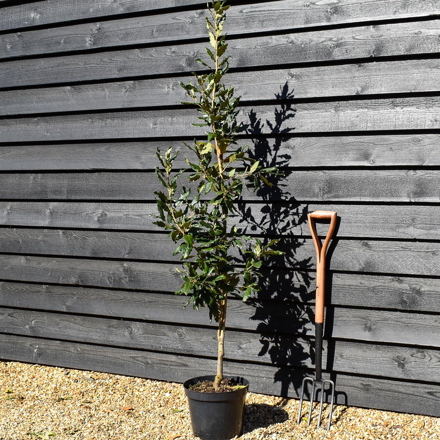 Spanish oak 'Wageningen' | Quercus x hispanica 'Wageningen' - Height 120-150cm - Pot Grown - 10lt