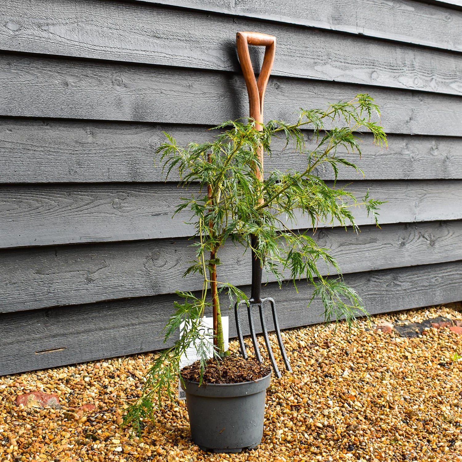 Laceleaf Japanese maple | Acer palmatum Dissectum -  - Clear Stem 20cm - Height 50-70cm - 4lt