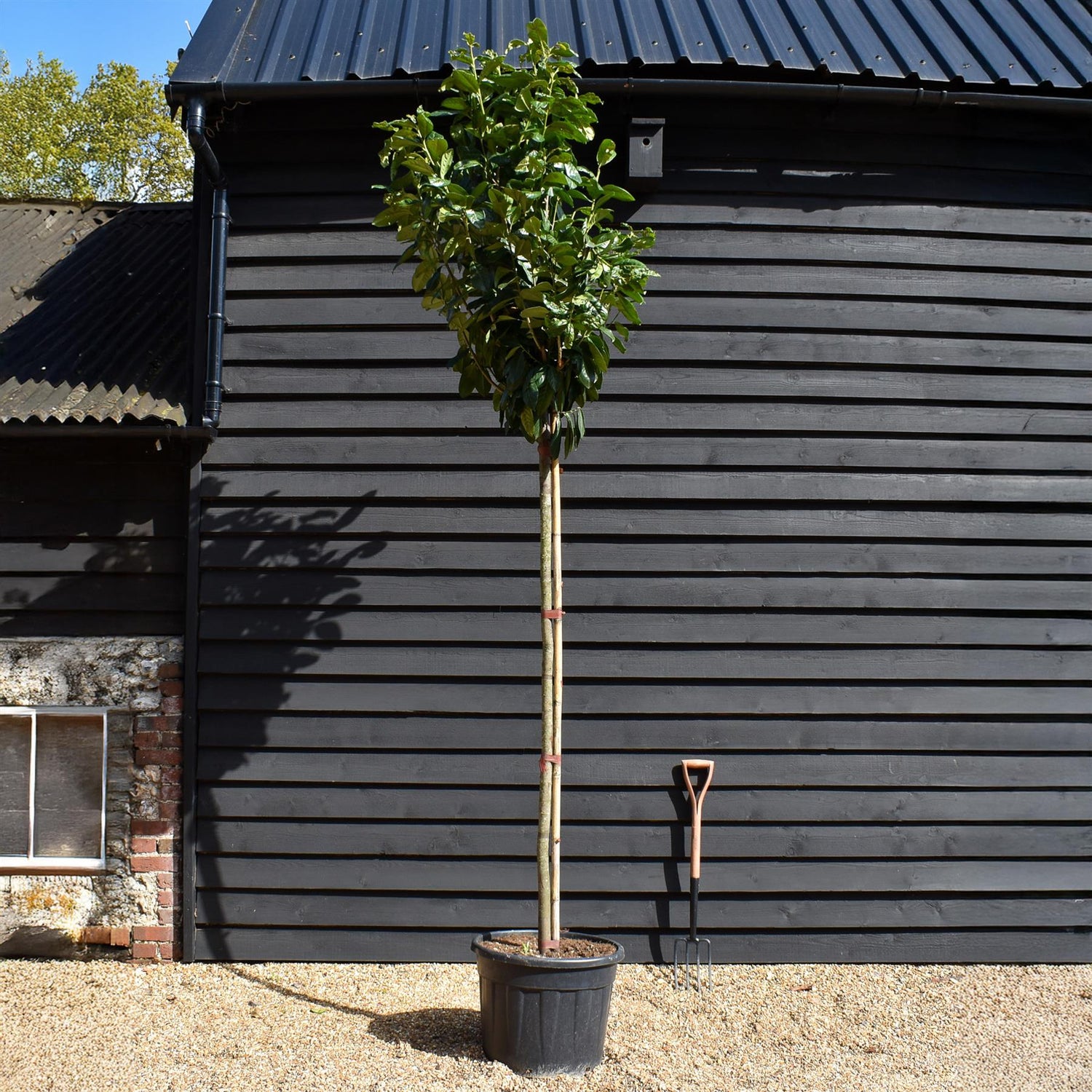 Cherry Laurel 'Novita' Full Standard Tree - Prunus laurocerasus 'Novita' | Clear Stem 200cm - Height 350-380cm  - Girth 10-12 - 90lt