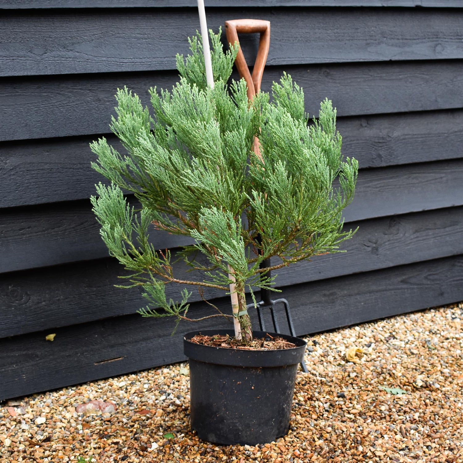 Sequoiadendron giganteum | Giant redwood - Height - 60-80cm - 10lt
