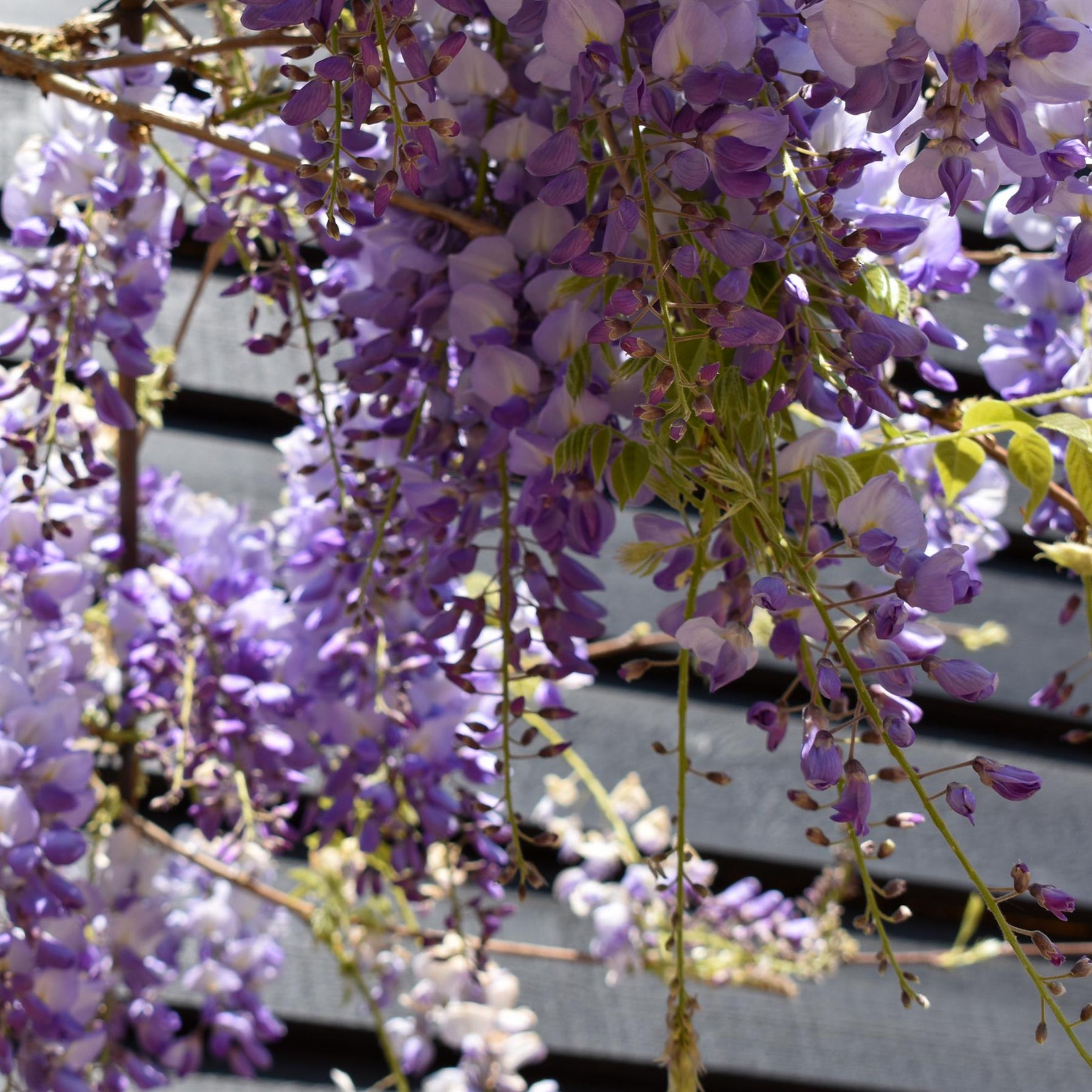 blue wisteria tree Blue Moon Reblooming Wisteria Plant – Spring Hill Nurseries main image 1