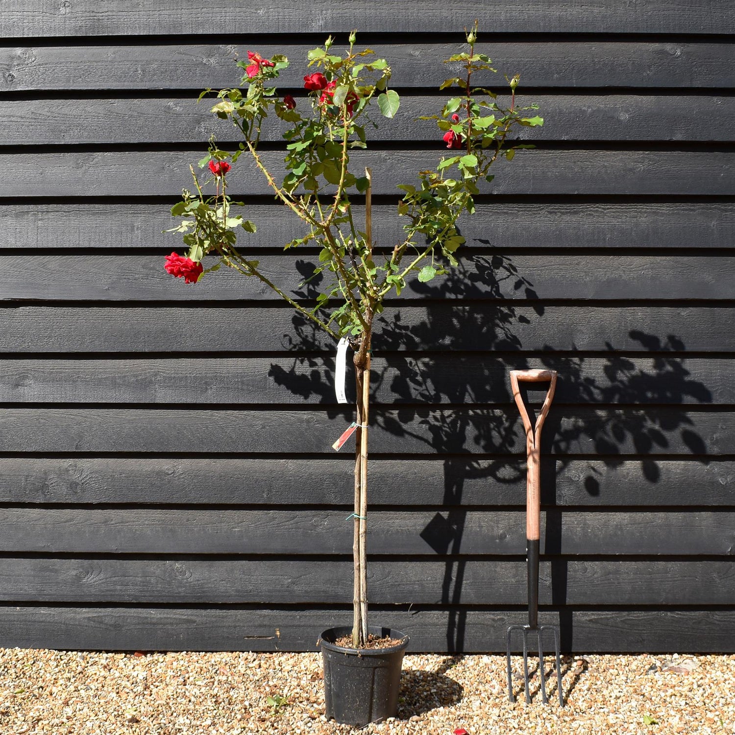 Rose 'Vermiglio Intenso' - Clear Stem 80-90cm - Height 130-160cm - 18lt