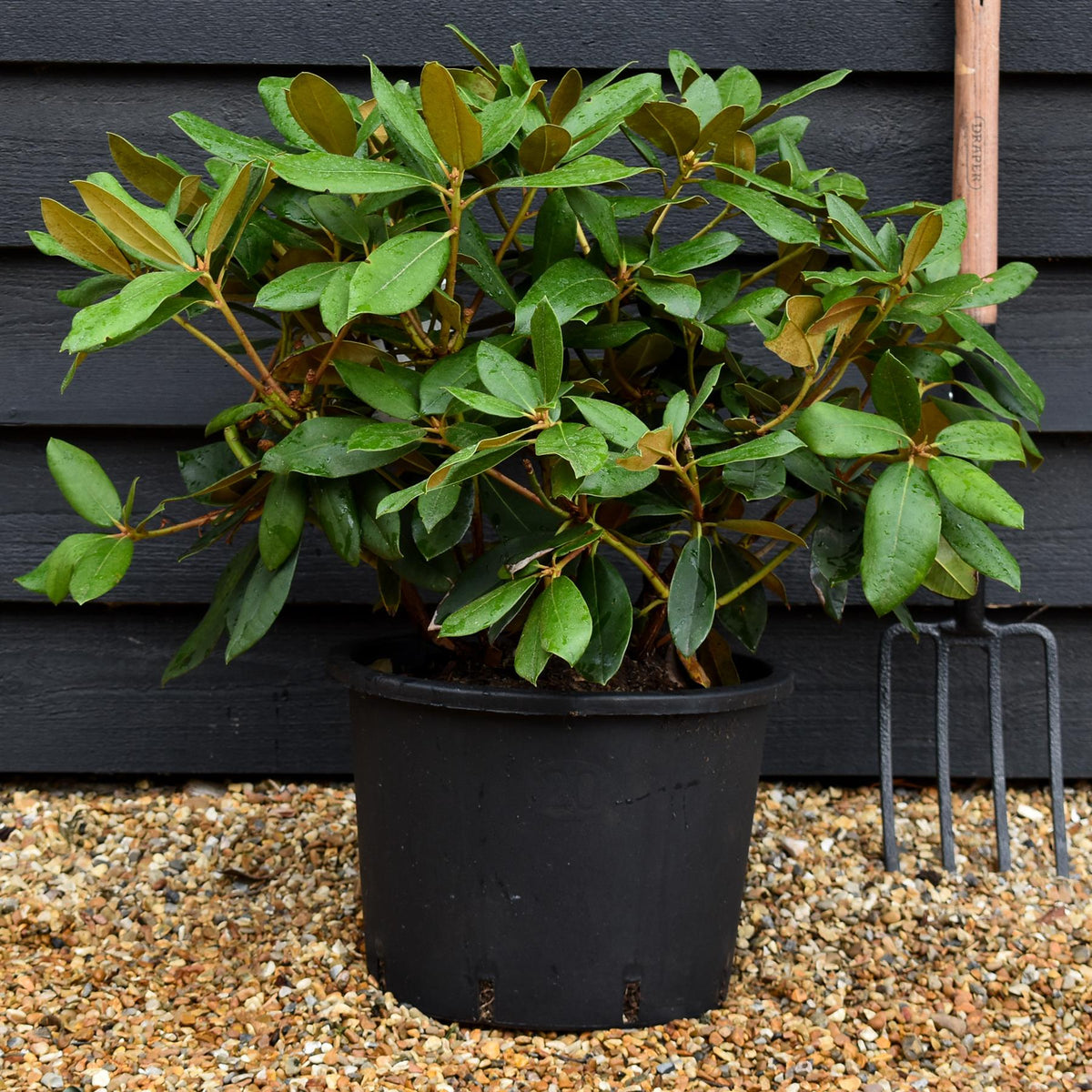 Rhododendron Yakushimanum 'Vollblut' - Shrub - Height 30-40cm - 20lt
