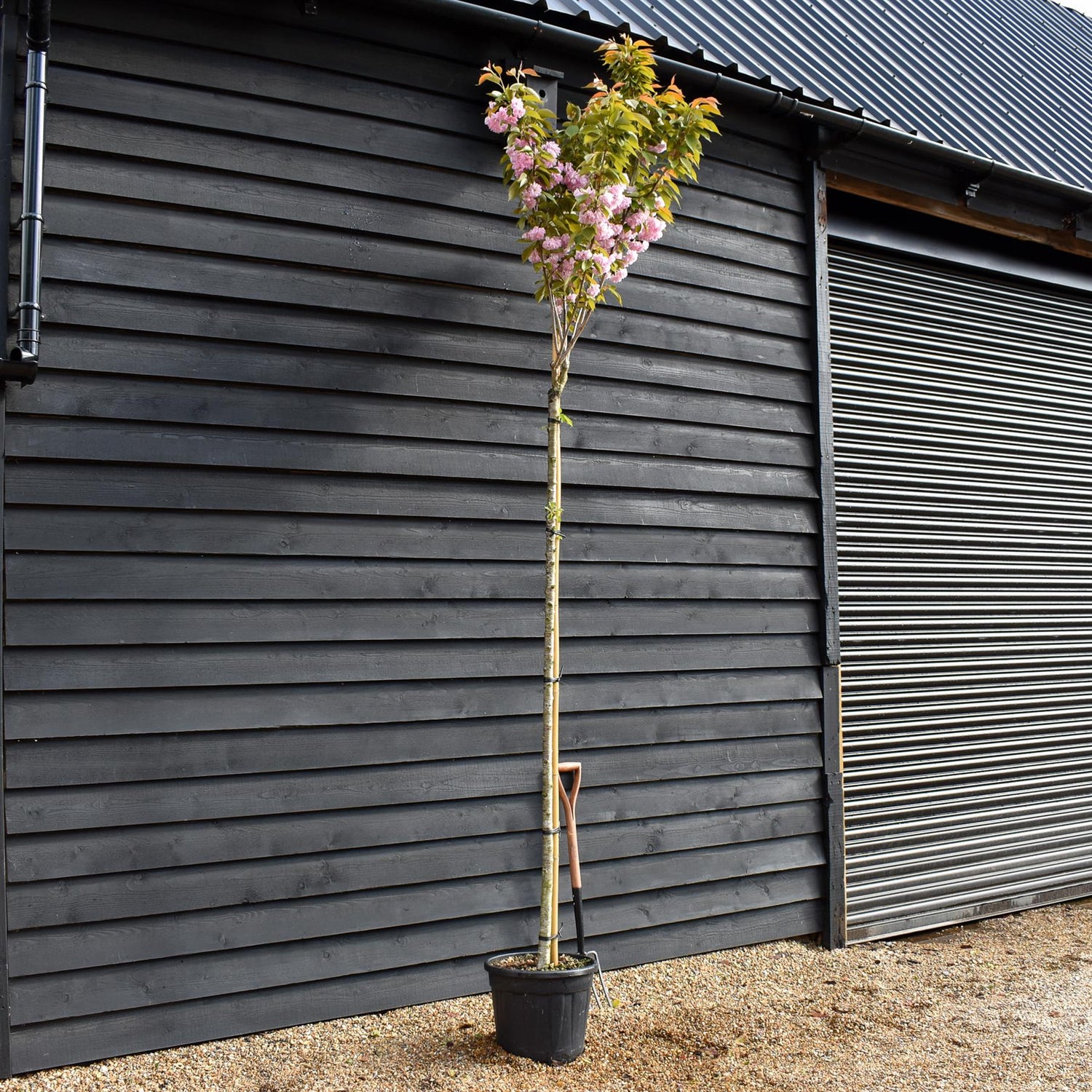 Prunus 'Kanzan' Standard | Cherry ‘Kanzan’ - Standard - Girth 8-10cm - Height 310-330cm - 30lt
