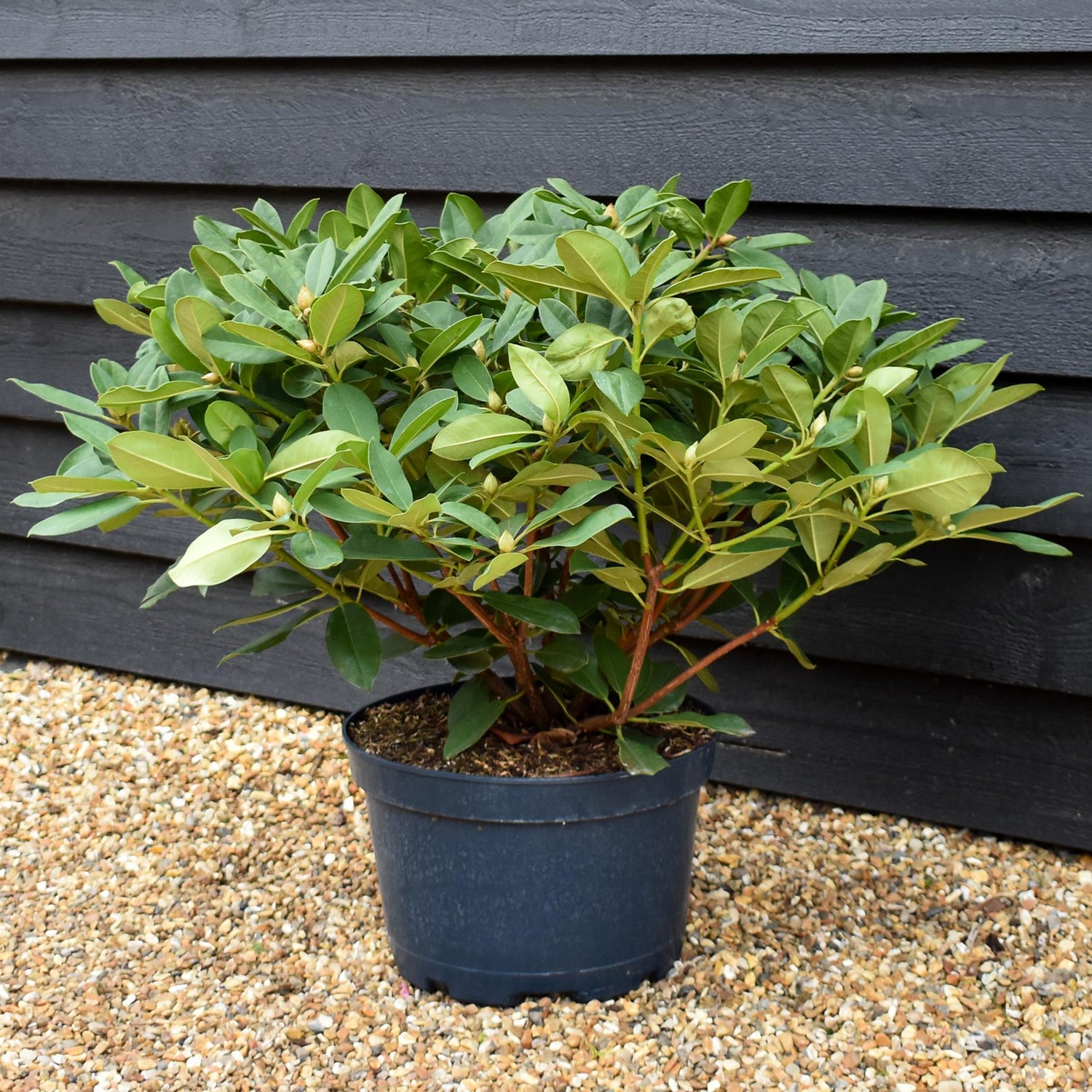 Rhododendron 'Eucharist' - Shrub - Height 50-60cm - Width 80-90cm - 15lt