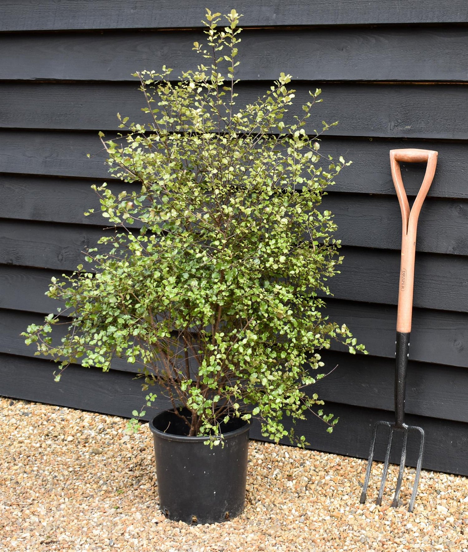 Pittosporum tenuifolium 'Irish Luck' - Height 110-120cm -12lt