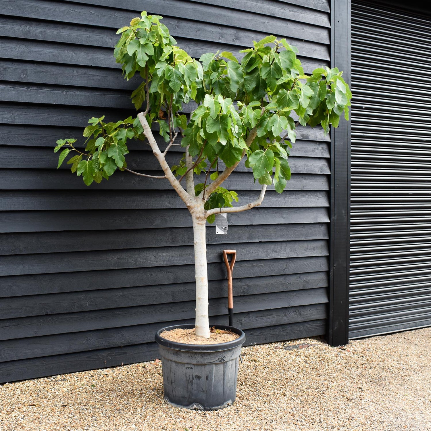 Fig - Ficus carica 'Napolitana'- Clear Stem 80cm - Girth 26-32cm - Height 170-190cm - 110lt