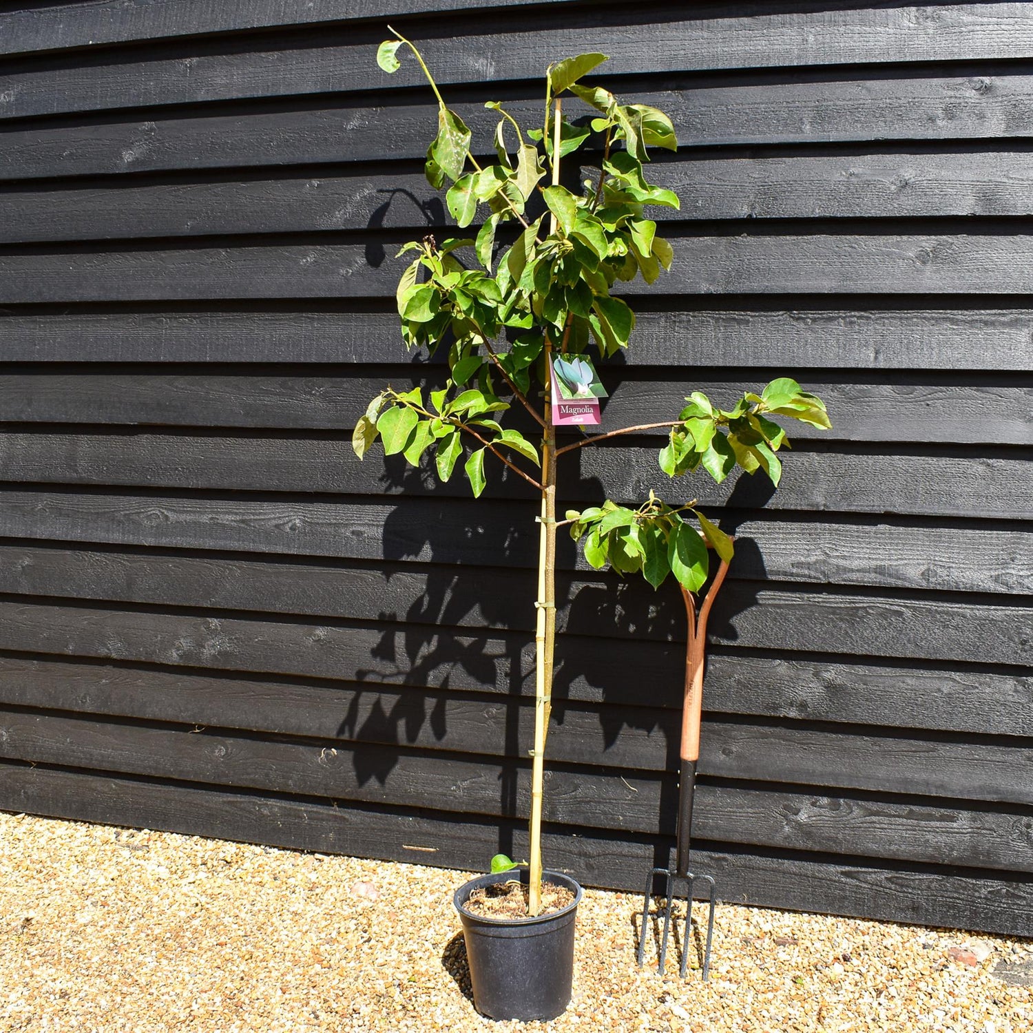 Magnolia Zofia - Height 130-160cm - 12lt