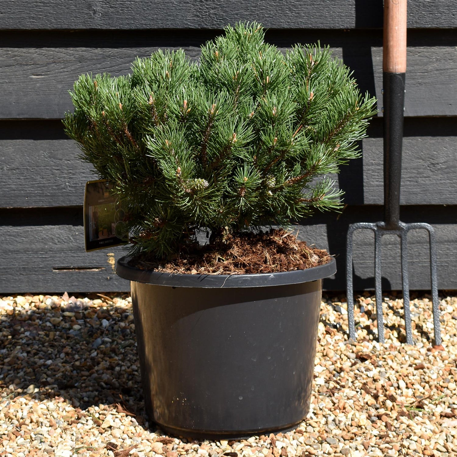 Pinus mugo 'Laurin' | Dwarf mountain pine - Height 30-40cm - 15lt