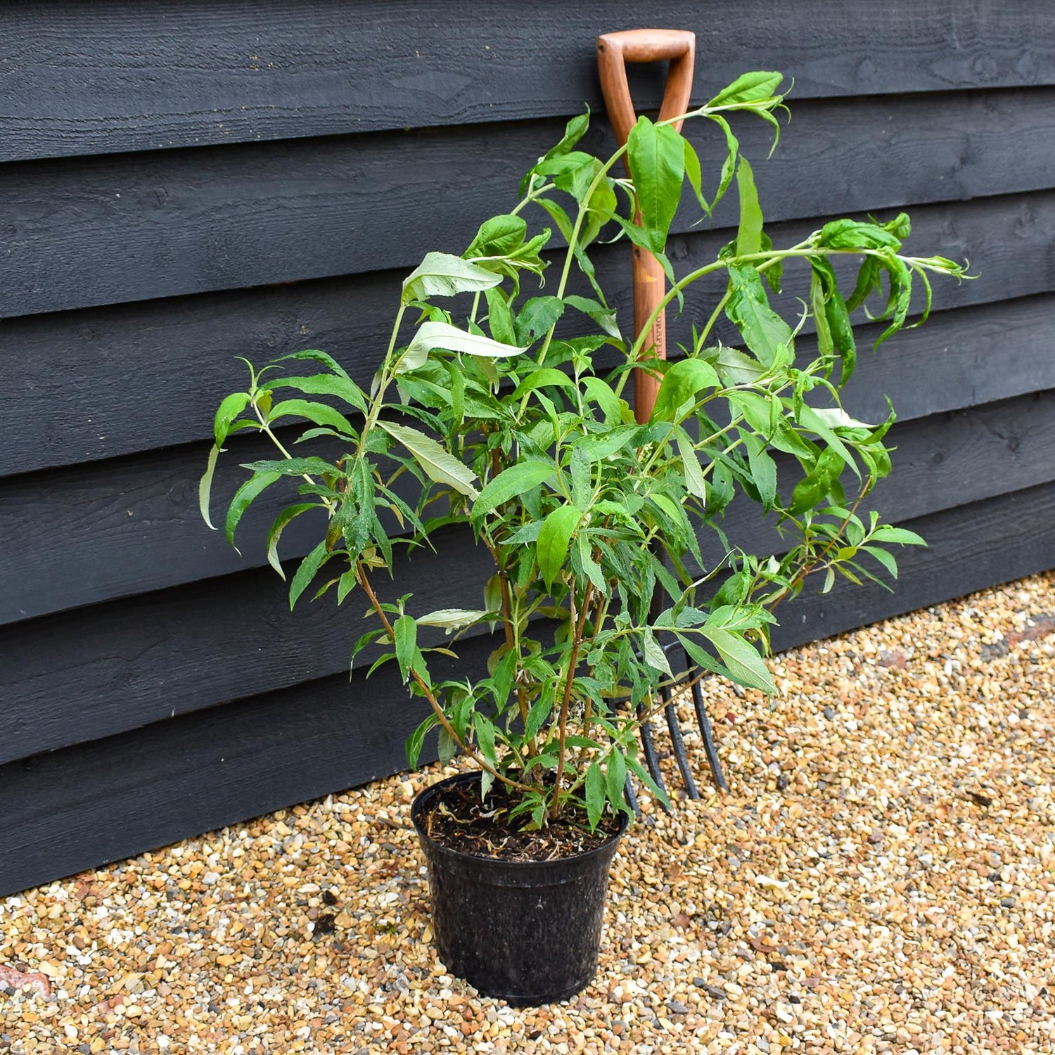 Buddleja White Profusion - Shrub - Height 40-60cm - 5lt