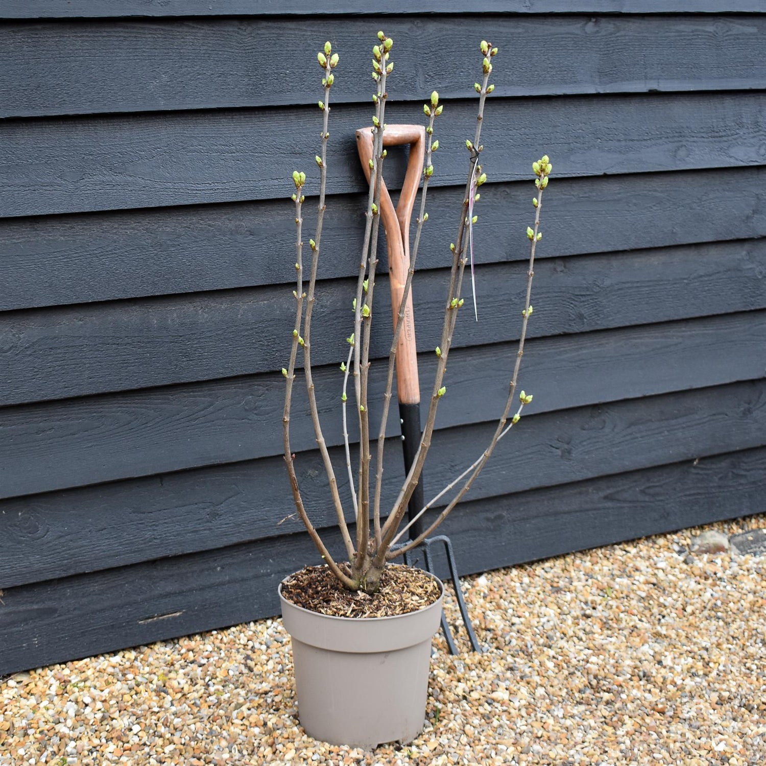 Lilac 'Znamya Lenina'| Syringa vulgaris - Height 80-100cm - 10lt