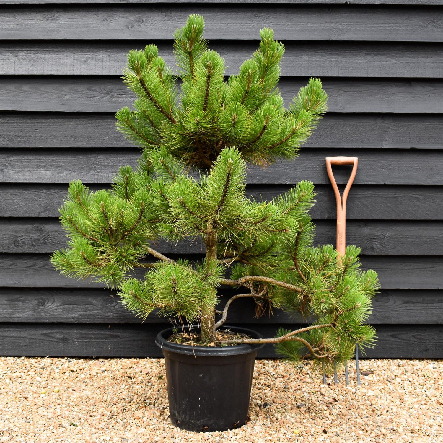 Pinus nigra nigra | European Black Pine - Bonsai Cloud - Height - 85-100cm - 25lt