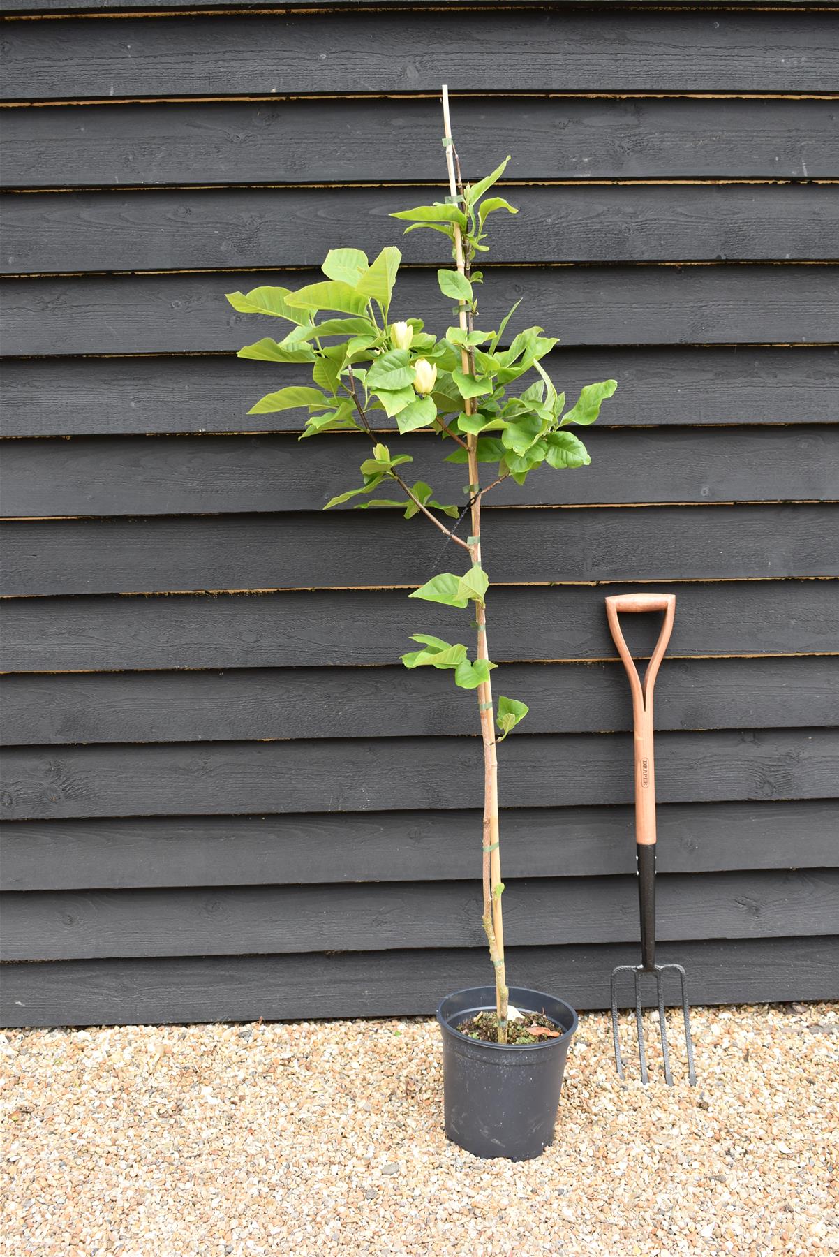 Magnolia Yellow Bird - 140-180cm, 10lt