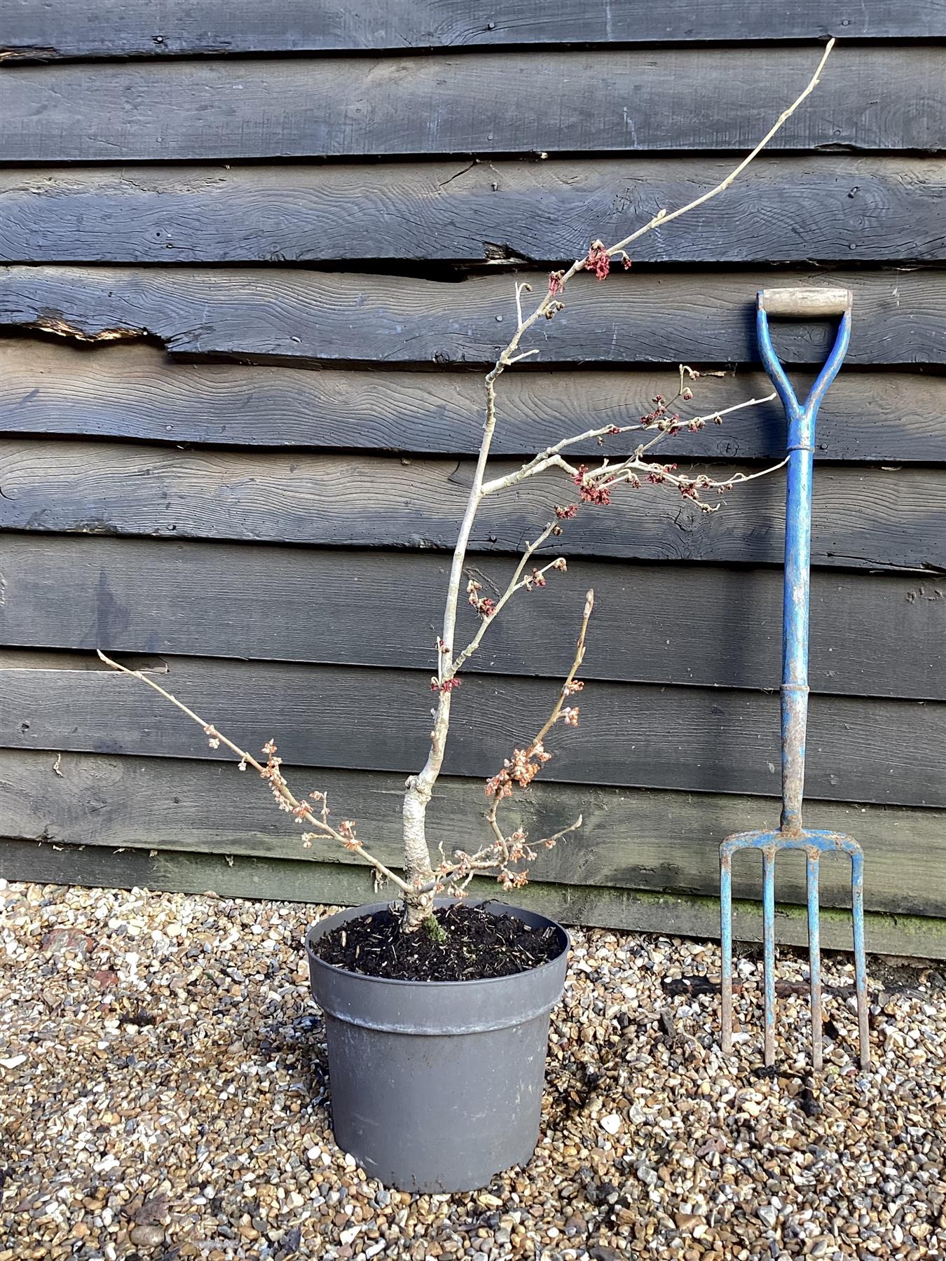 Hamamelis Intermedia 'Diane' - 50-60cm, 10lt