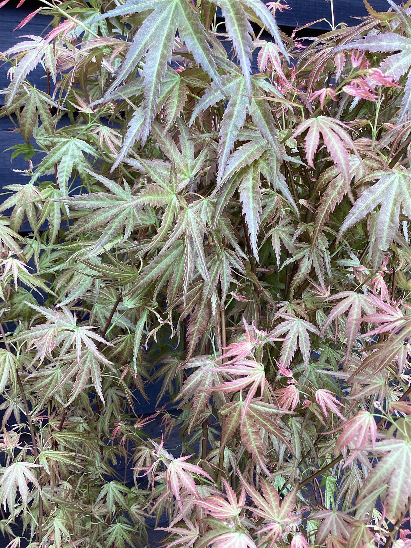 Acer palmatum 'Wilson's Pink Dwarf' | Japanese maple - Bushy - Height 100-150cm - 20lt