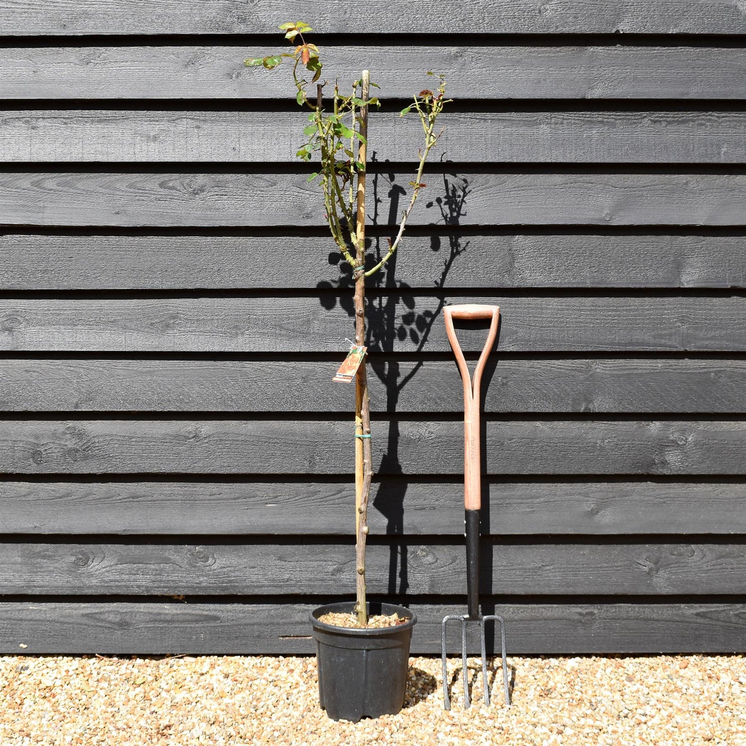 Rose 'Albicocca Sfumato Rame' - Clear Stem 80-90cm - Height 130-160cm - 18lt