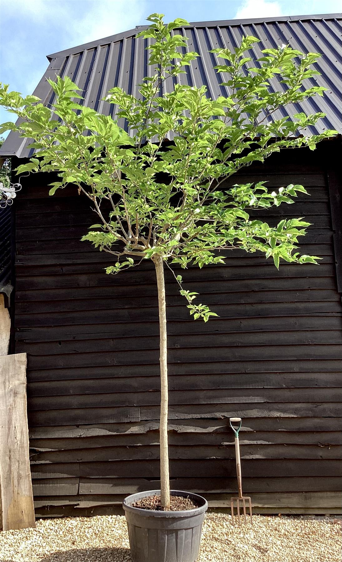 Morus Alba | White Mulberry - Girth 18cm - 375cm Clear Stem - 130lt