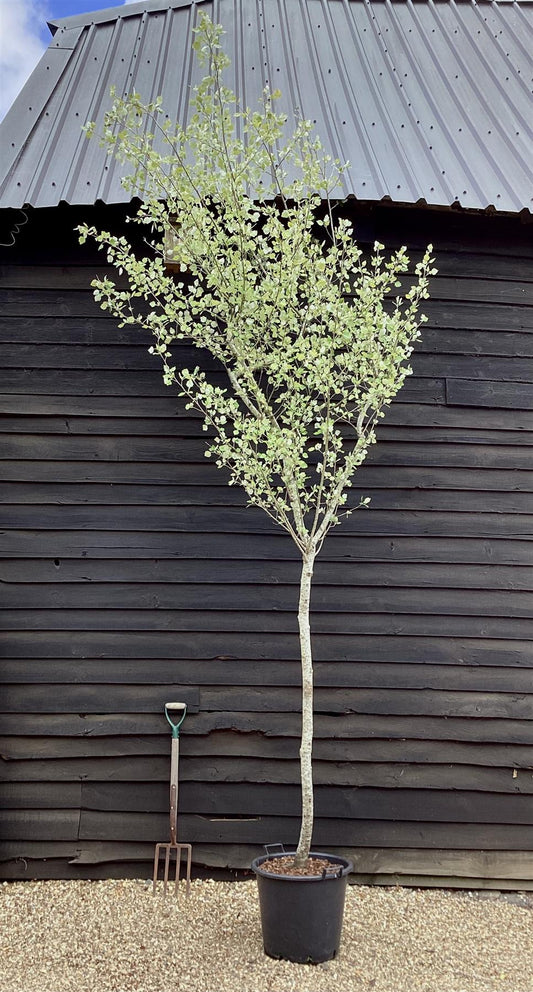 Populus alba | White Poplar Tree - 400-420cm, 50lt