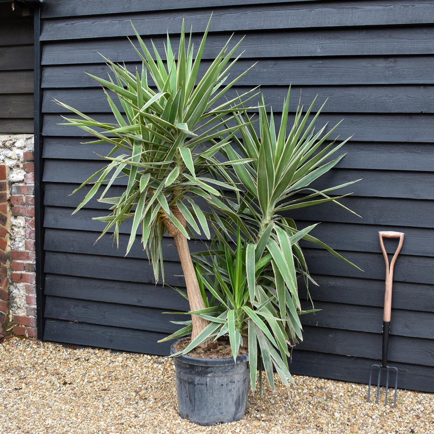 Yucca 'Elephantipes - Shrub - Multistem - Height 170cm - 45lt