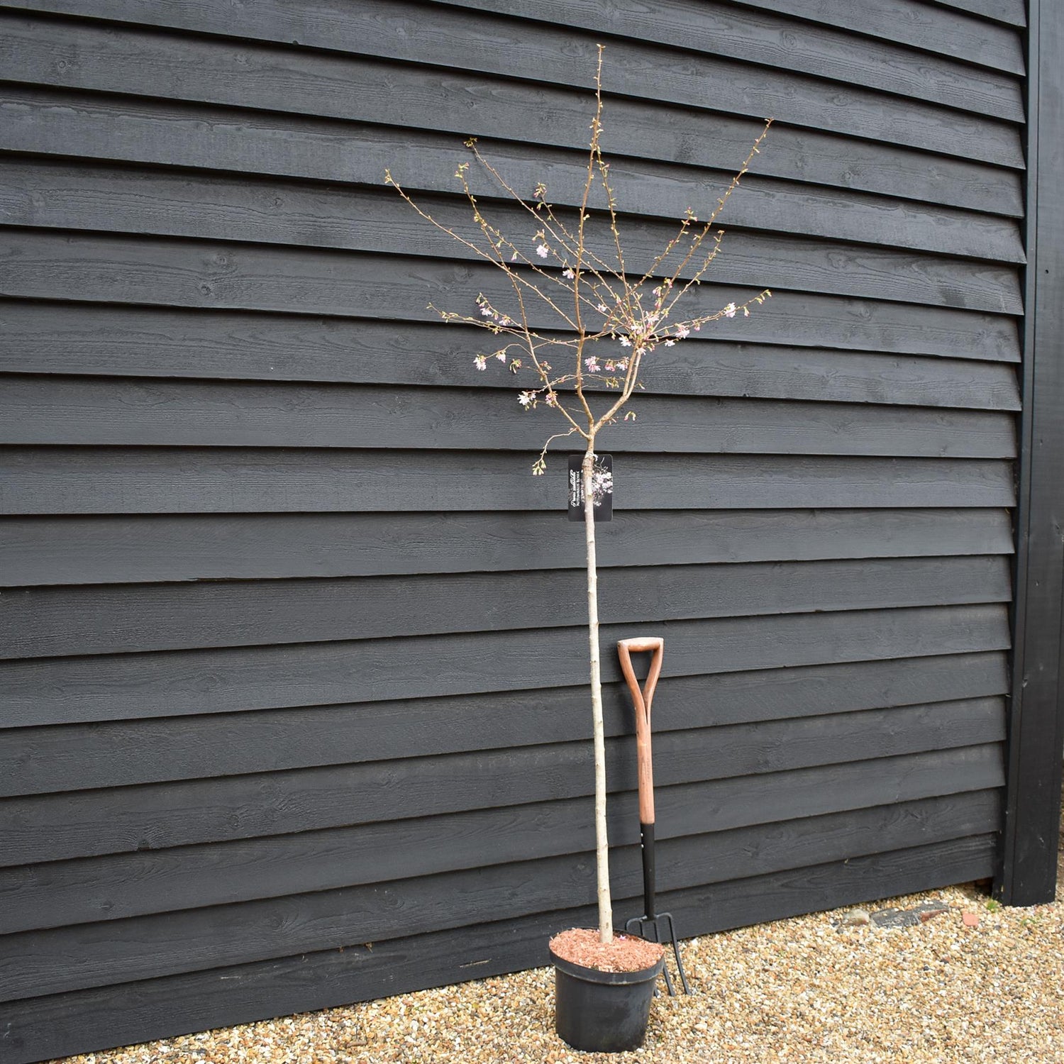 Prunus Subhirtella 'Autumnalis Rosea' | Winter-flowering Cherry - Clear Stem 120cm - Girth 6-8cm - Height 170-200cm - 10lt