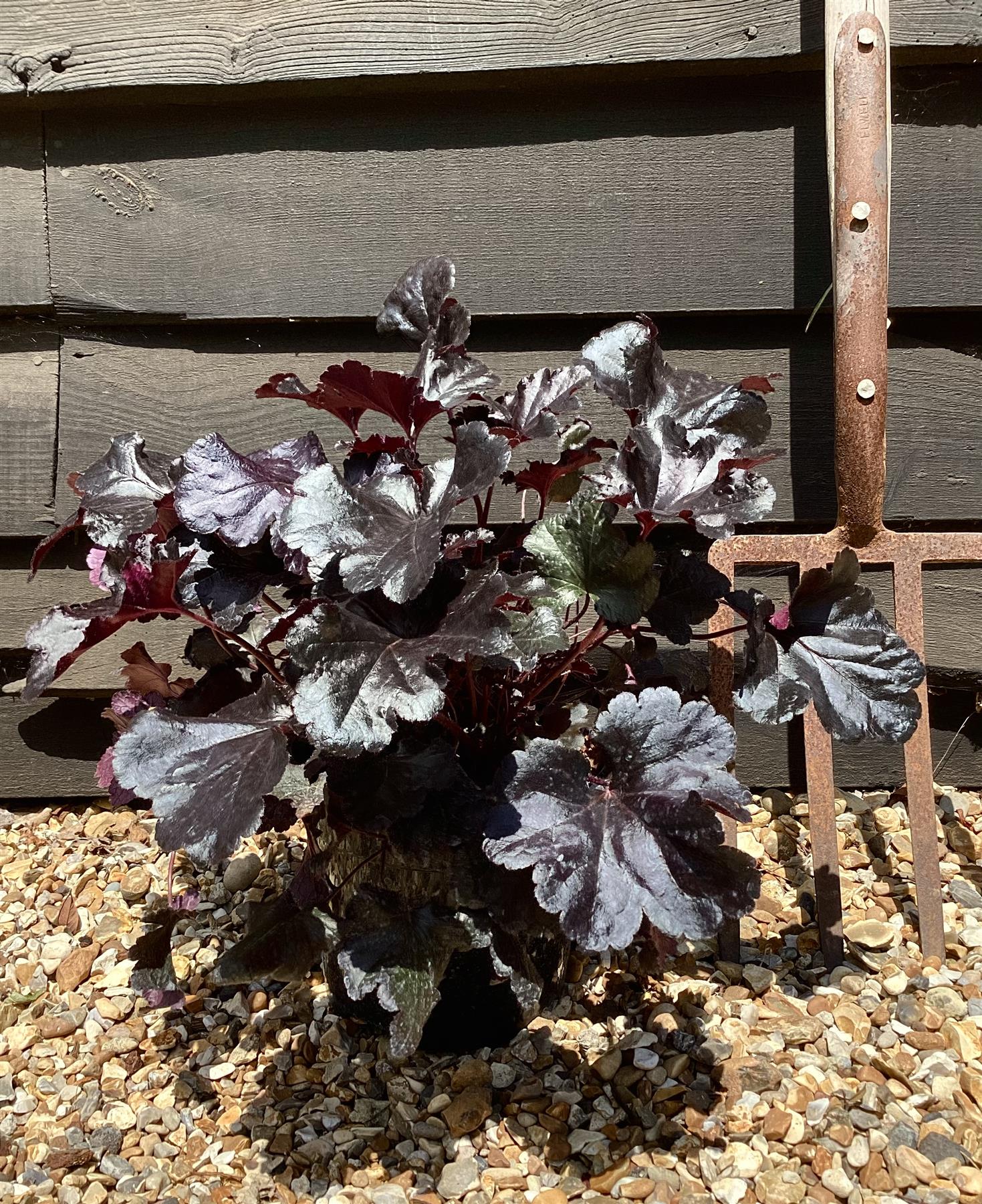 Heuchera 'Black Pearl' - Height 20-35cm - Perennial - 2lt